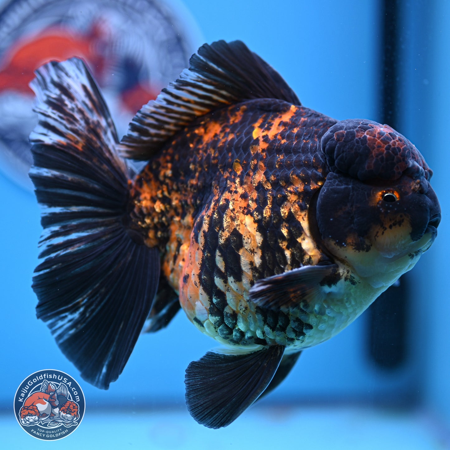 Super Jumbo Shogun Godzilla Tiger Broad Tail Oranda 7 inches - Male (241206_OR14)