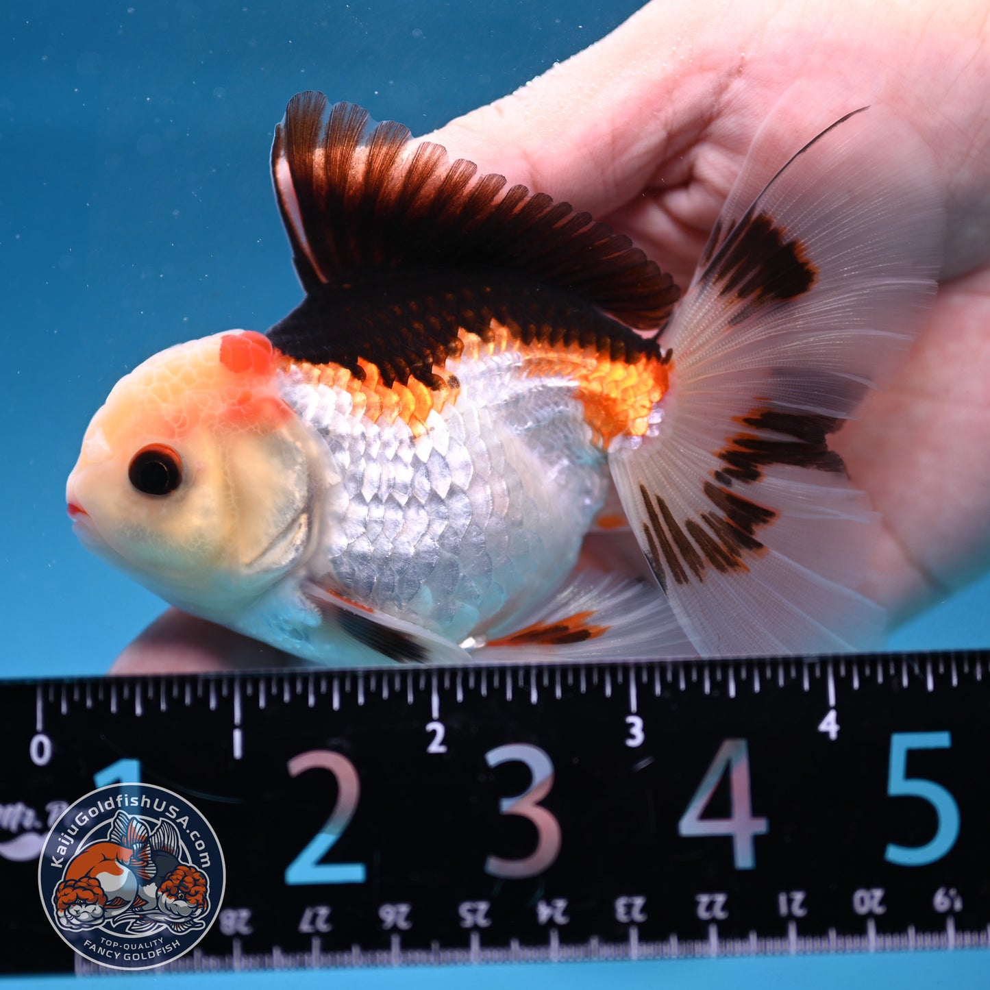 Tricolor Rosetail Oranda 3 inch Body (250926_OR14)