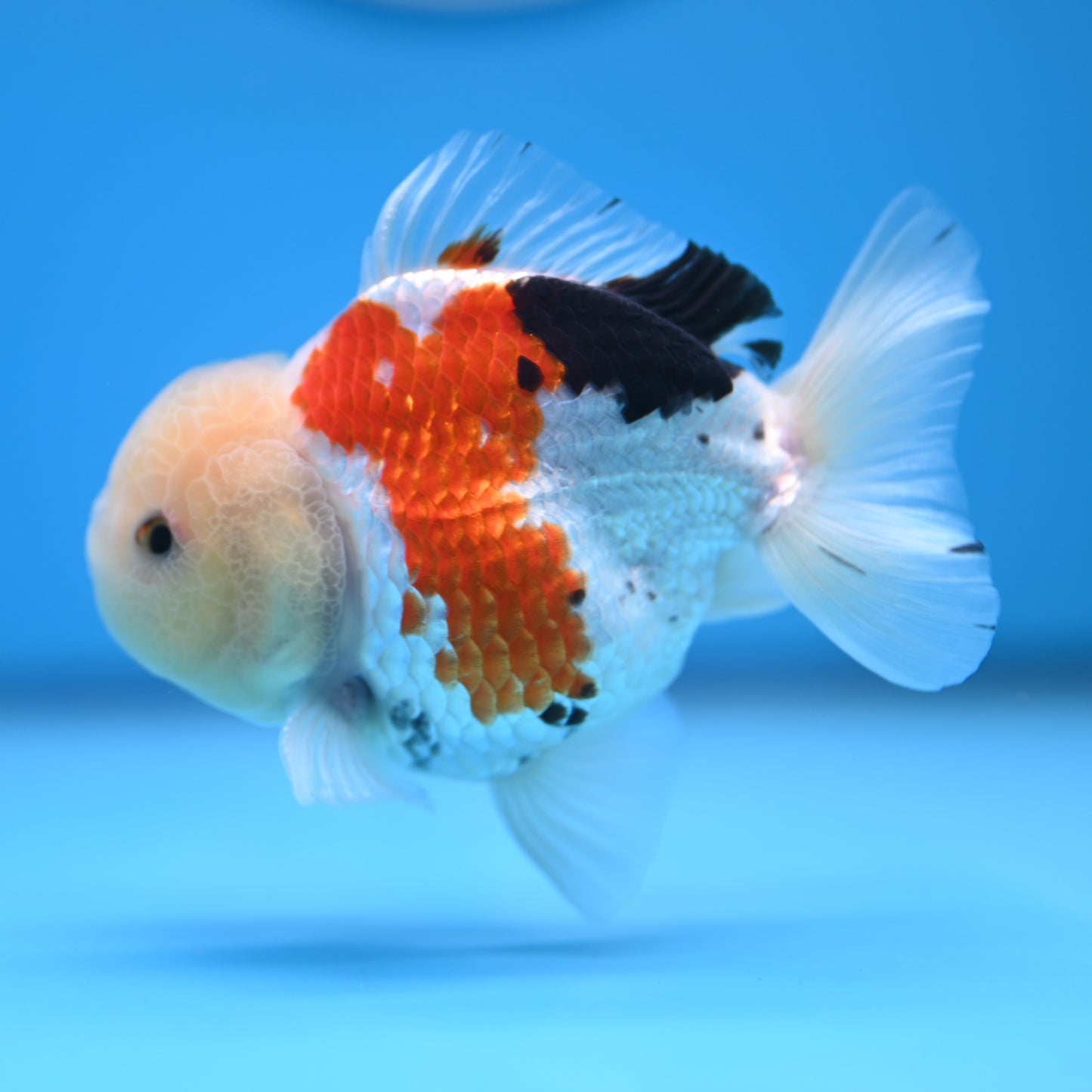 Tricolor Oranda 3.5-4 inches (241011_OR14) - Kaiju Goldfish USA