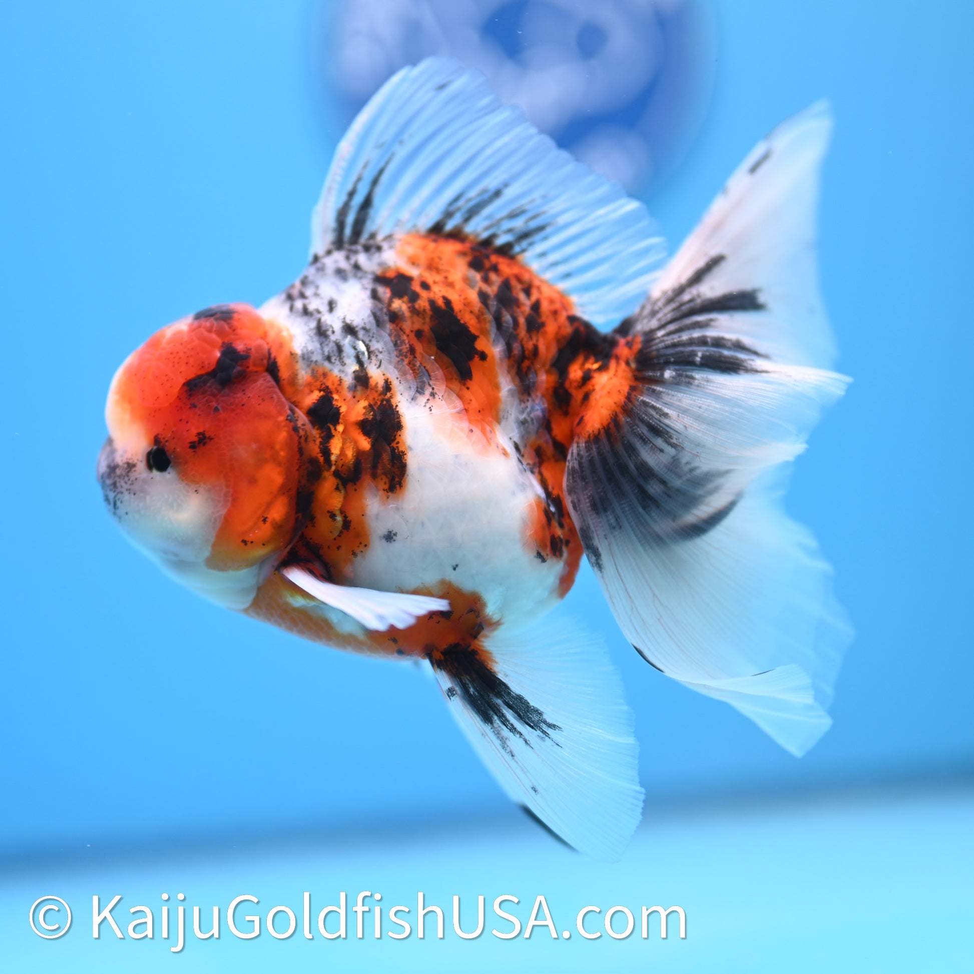Tricolor Tiger Rose Tail Oranda 3.75in Body (240628_OR14) - Kaiju Goldfish USA