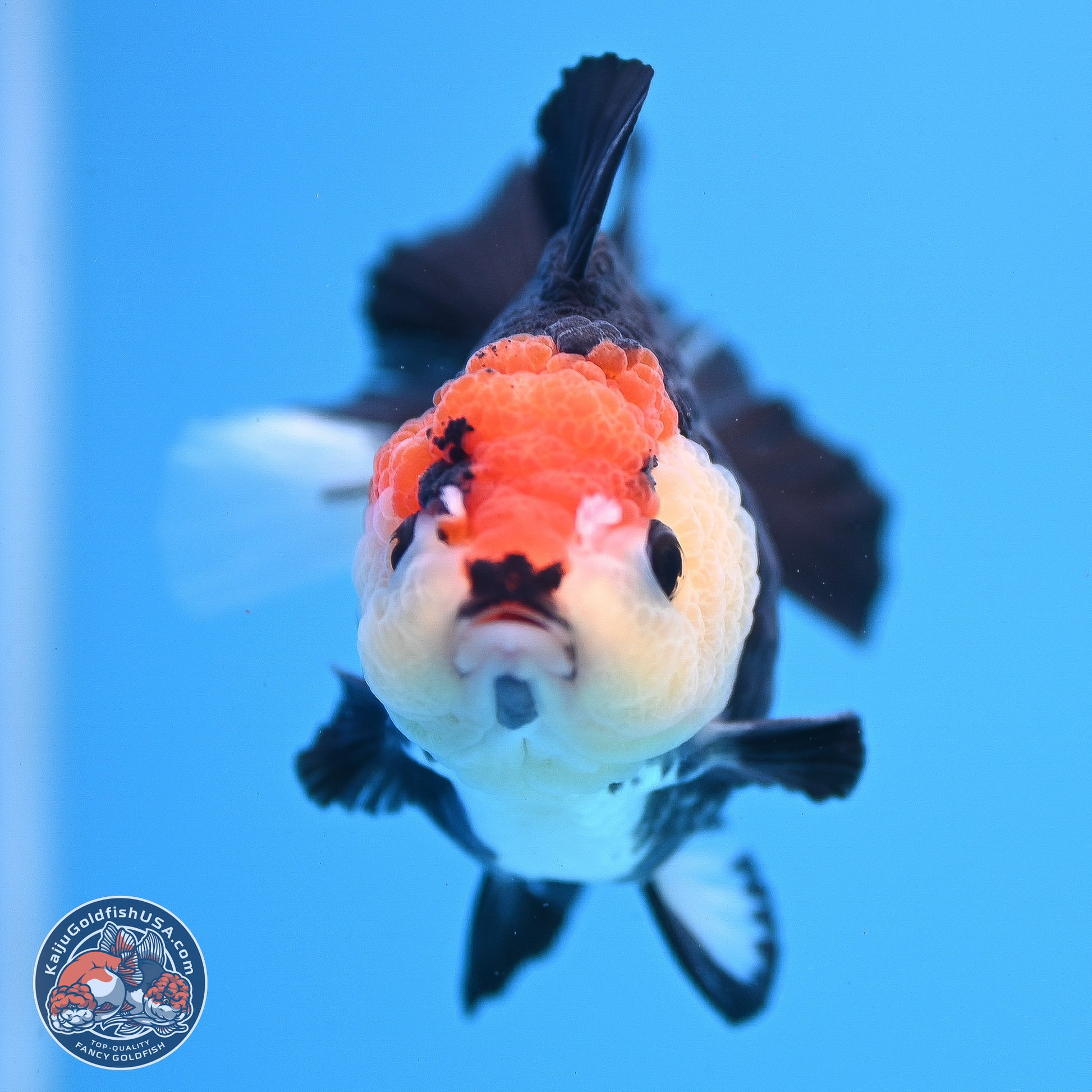 Tricolor YuanBao Oranda 3in Body (240830_OR14) - Kaiju Goldfish USA