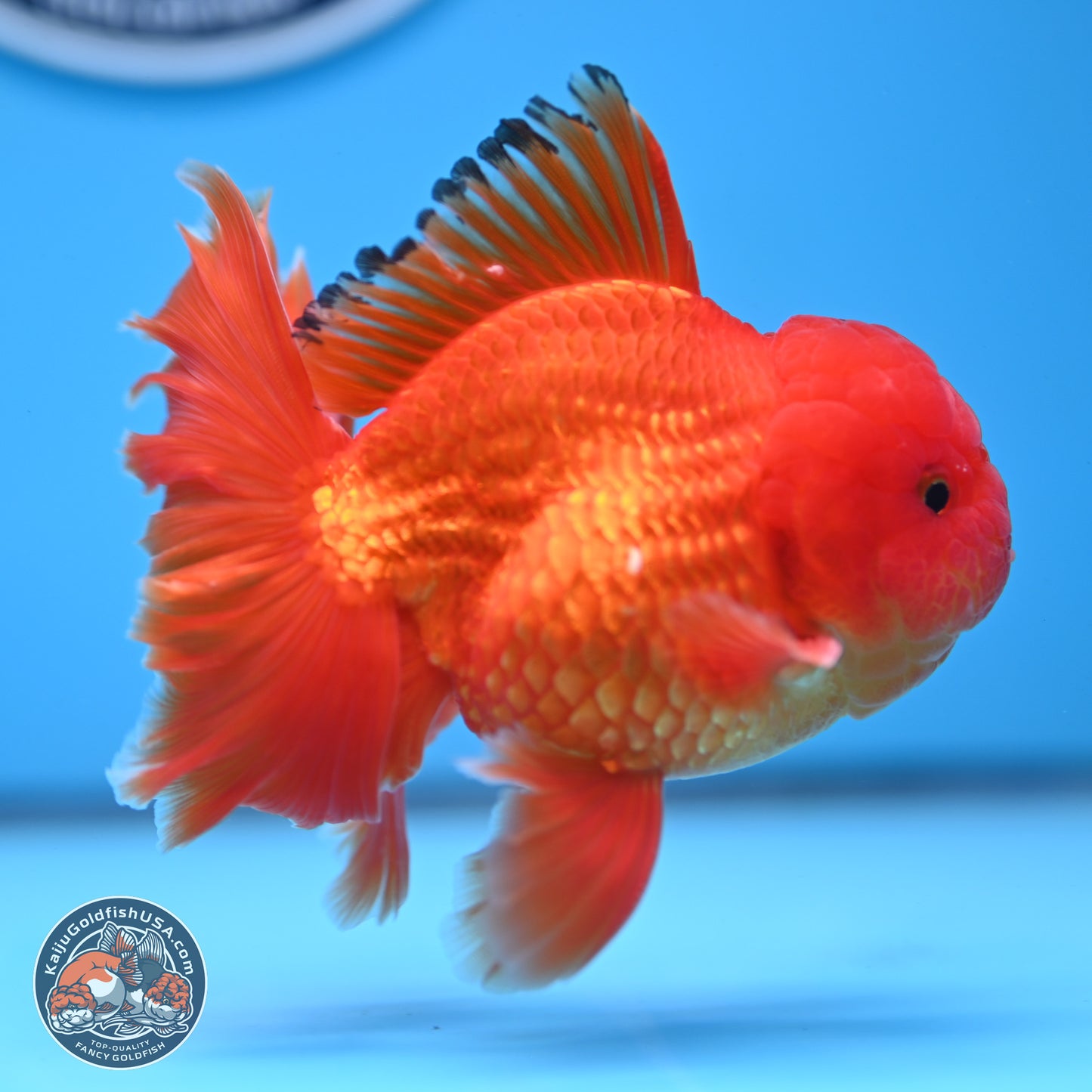 Classic Red Rose Tail Oranda 3.75 inches Body - Male (250228_OR14)