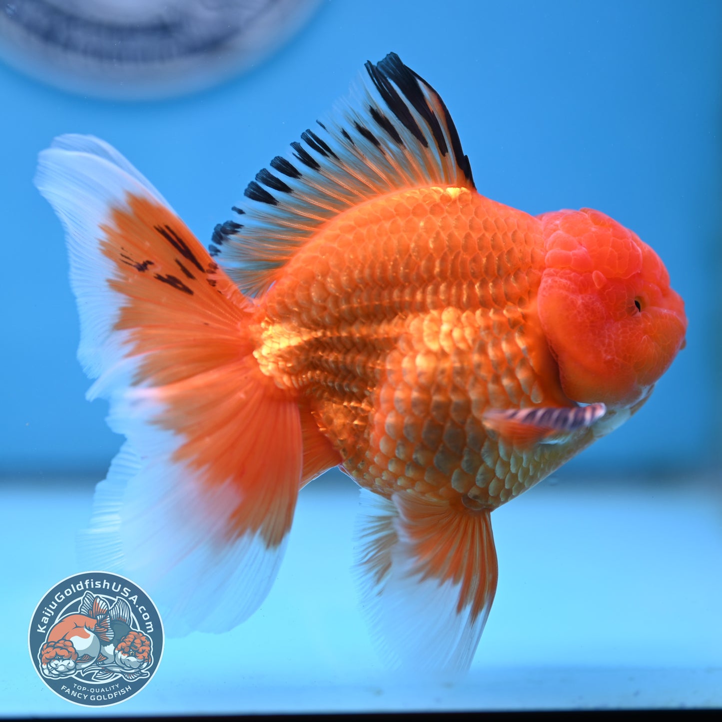 Apache Rose Tail Oranda 4 inches Body - Male (250418_OR14)
