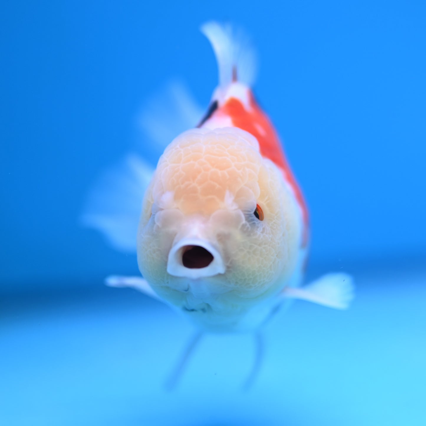 Tricolor Oranda 3.5-4 inches (241011_OR14) - Kaiju Goldfish USA