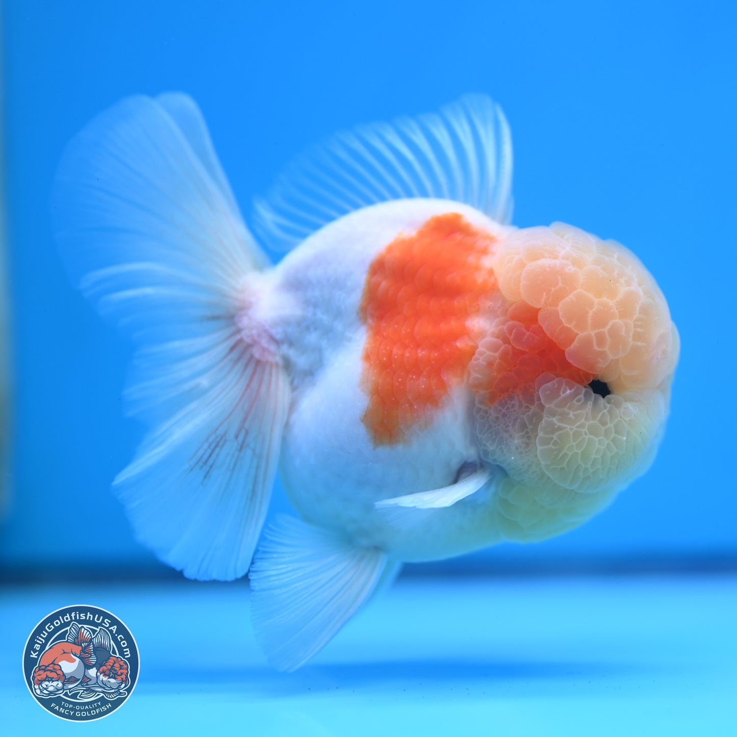 Sakura Rose Tail Oranda 3.25 inches Body - Male (250307_OR14)