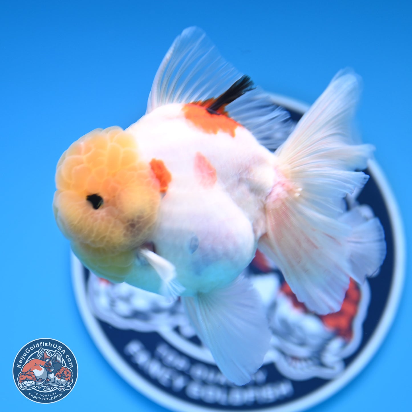 Lemon Head Tricolor Sakura Rose Tail Oranda 3.5 inches Body - Male (250314_OR14)