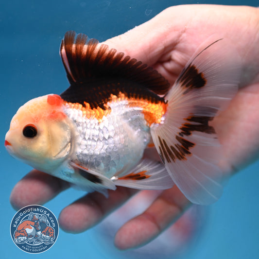 Tricolor Rosetail Oranda 3 inch Body (250926_OR14)
