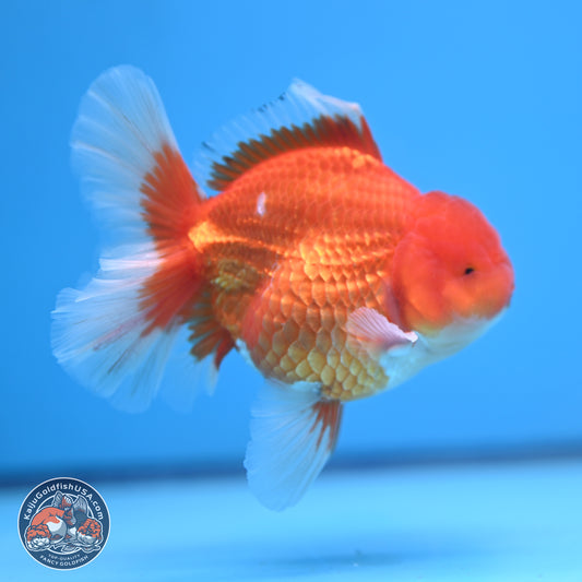 Classic Red Rose Tail Oranda 4.5 inches - Male (241115_OR14) - Kaiju Goldfish USA