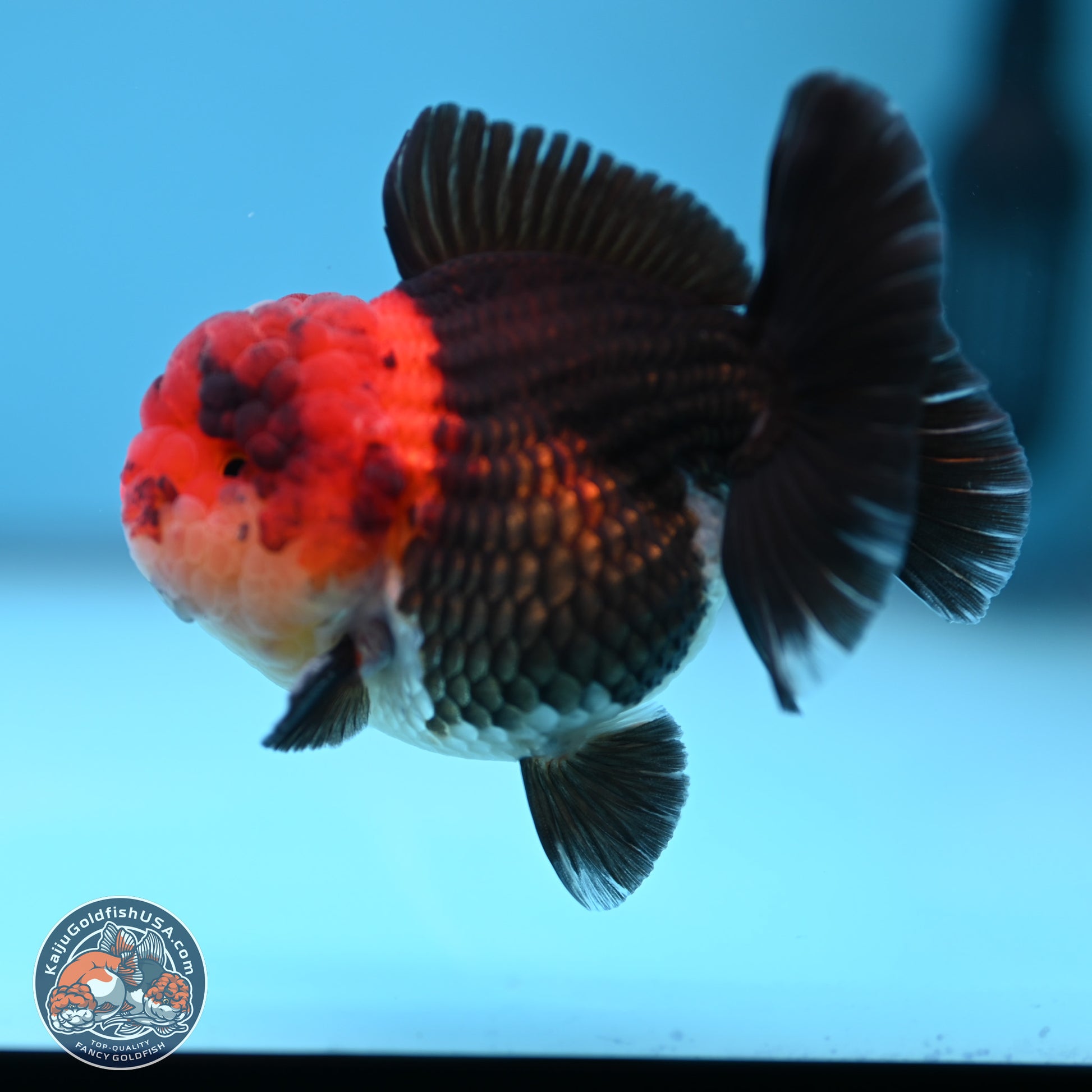 Tricolor Oranda 3 inches Body - Male (241227_OR14) - Kaiju Goldfish USA