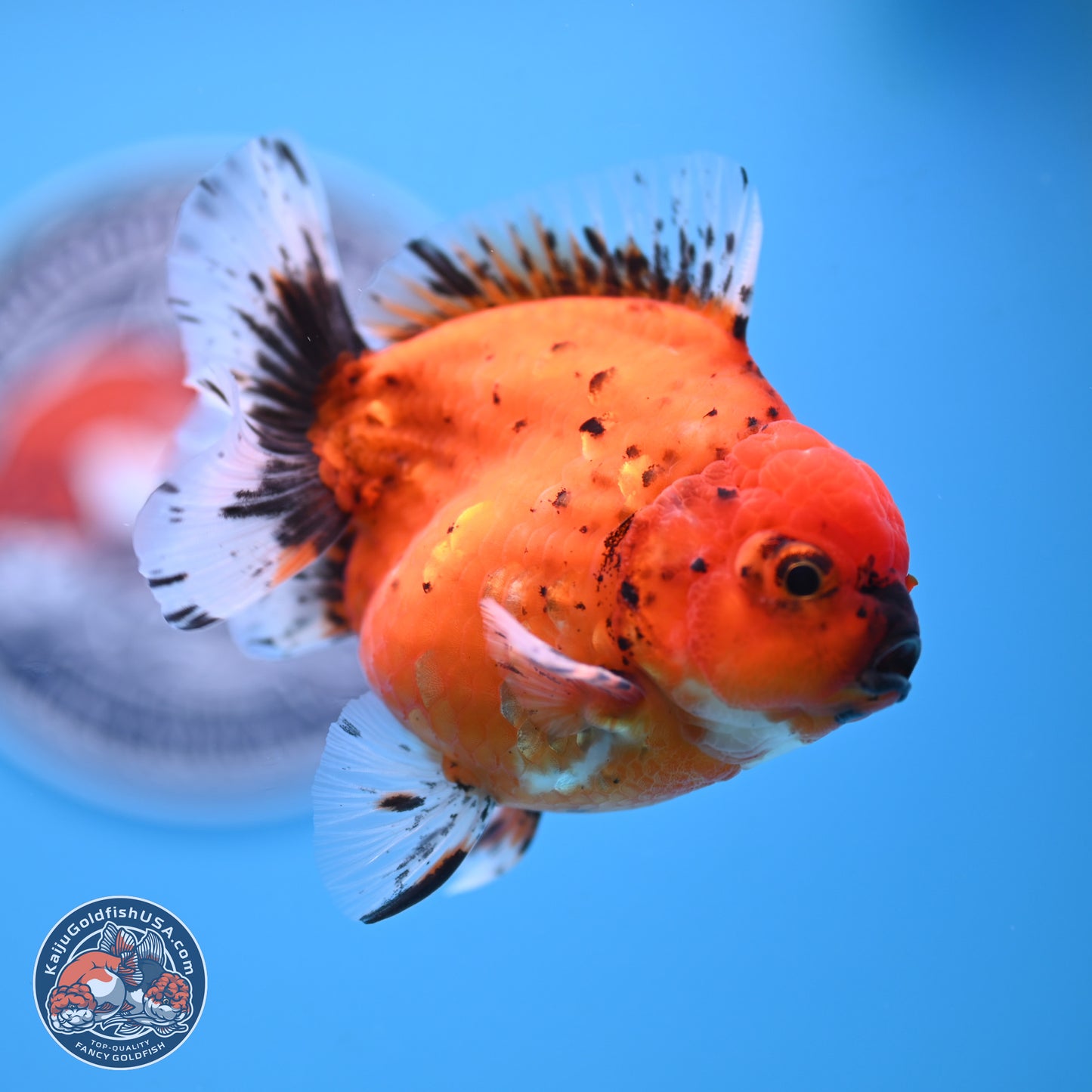 Shogun Tiger Oranda 3.75 inches Body - Male (250207_OR14)