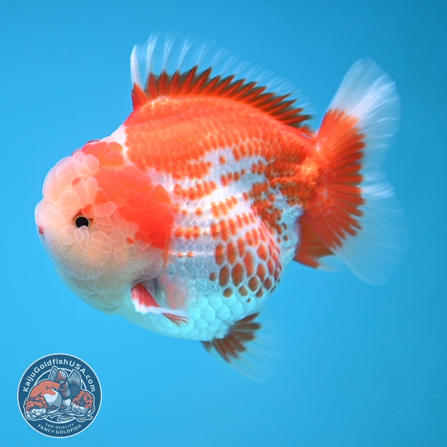 Deer Spot Red White Oranda 4 inches Body (250606_OR14)