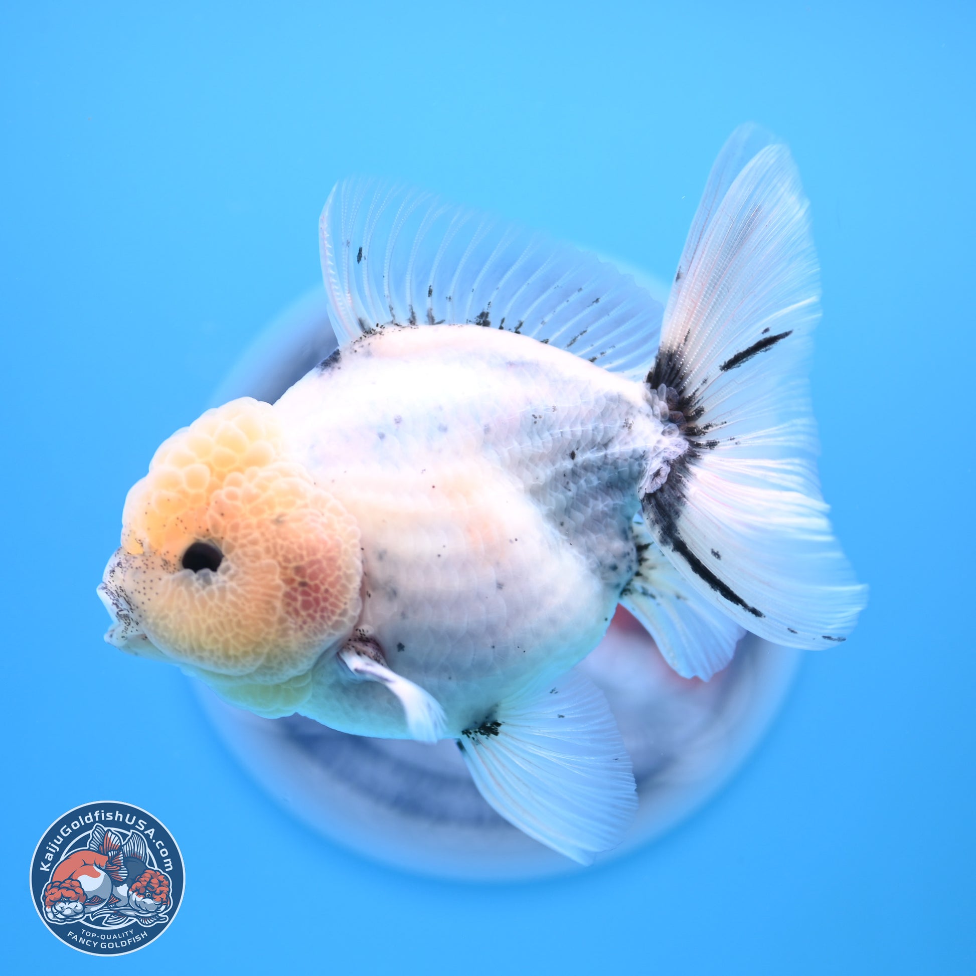 Shogun Blue Calico Oranda 3.5in Body (240802_OR14) - Kaiju Goldfish USA