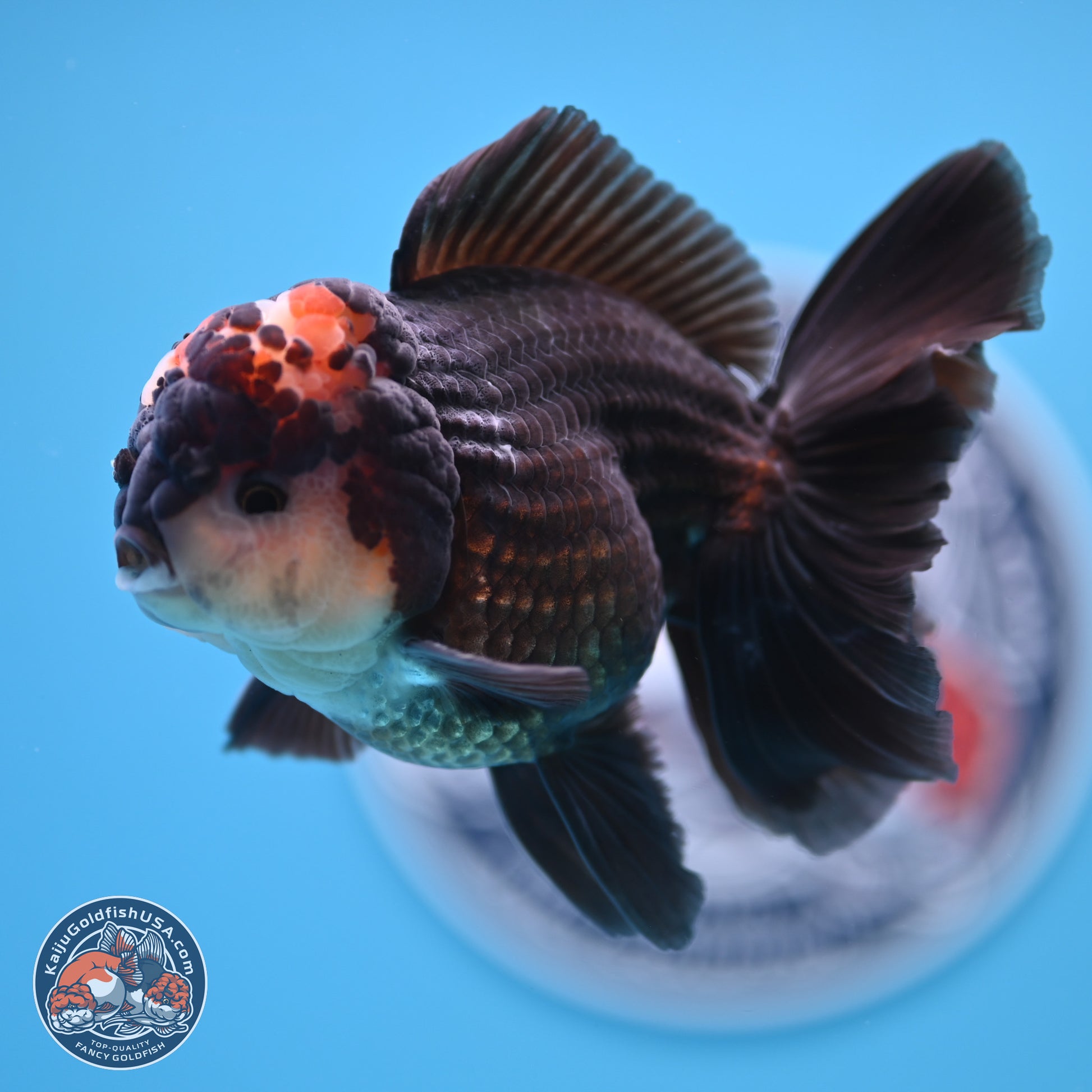 Tricolor Rose Tail Oranda 4.5 inches - Male (241122_OR14) - Kaiju Goldfish USA