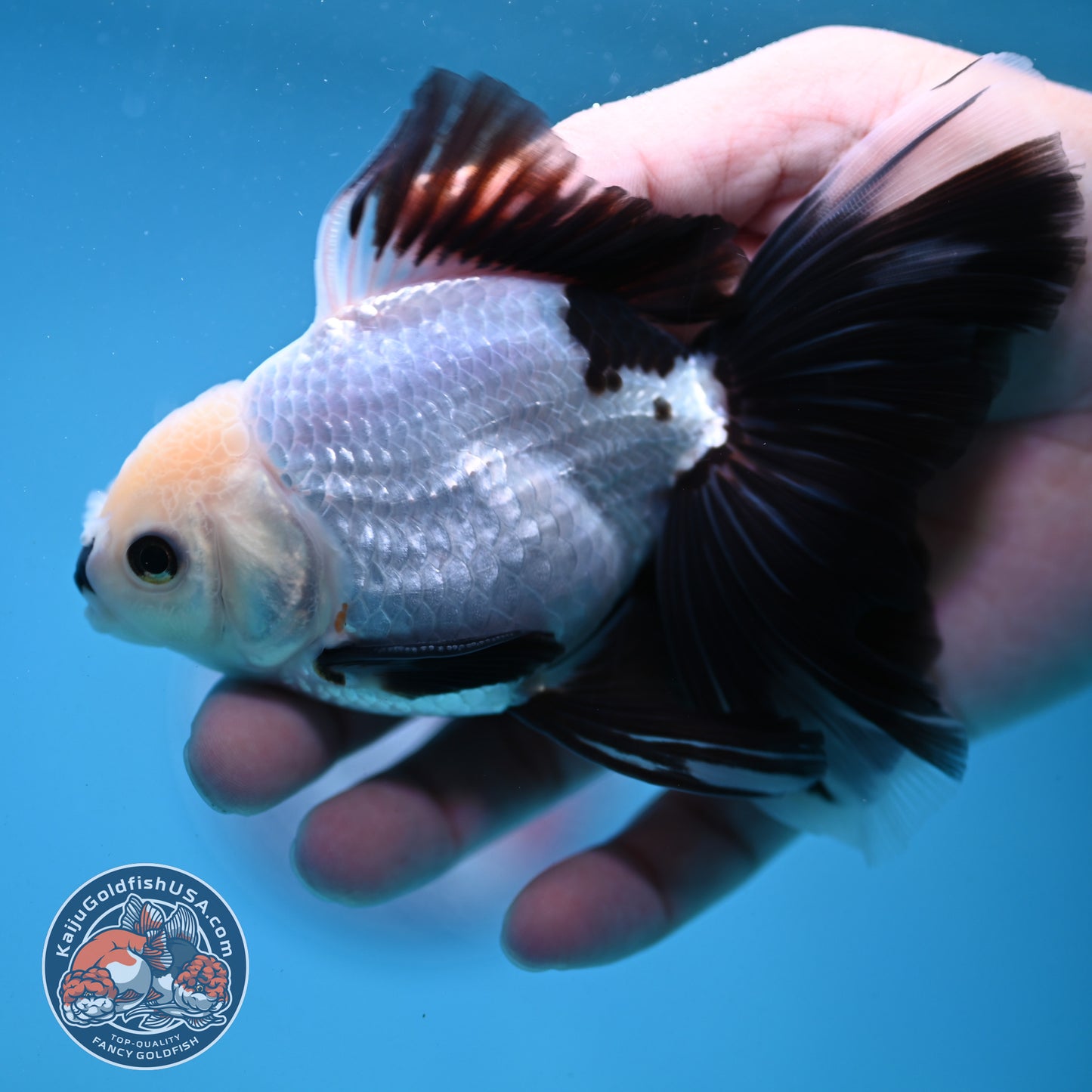 Panda Butterfly Tail Oranda 3.5 inch Body (250919_OR14)