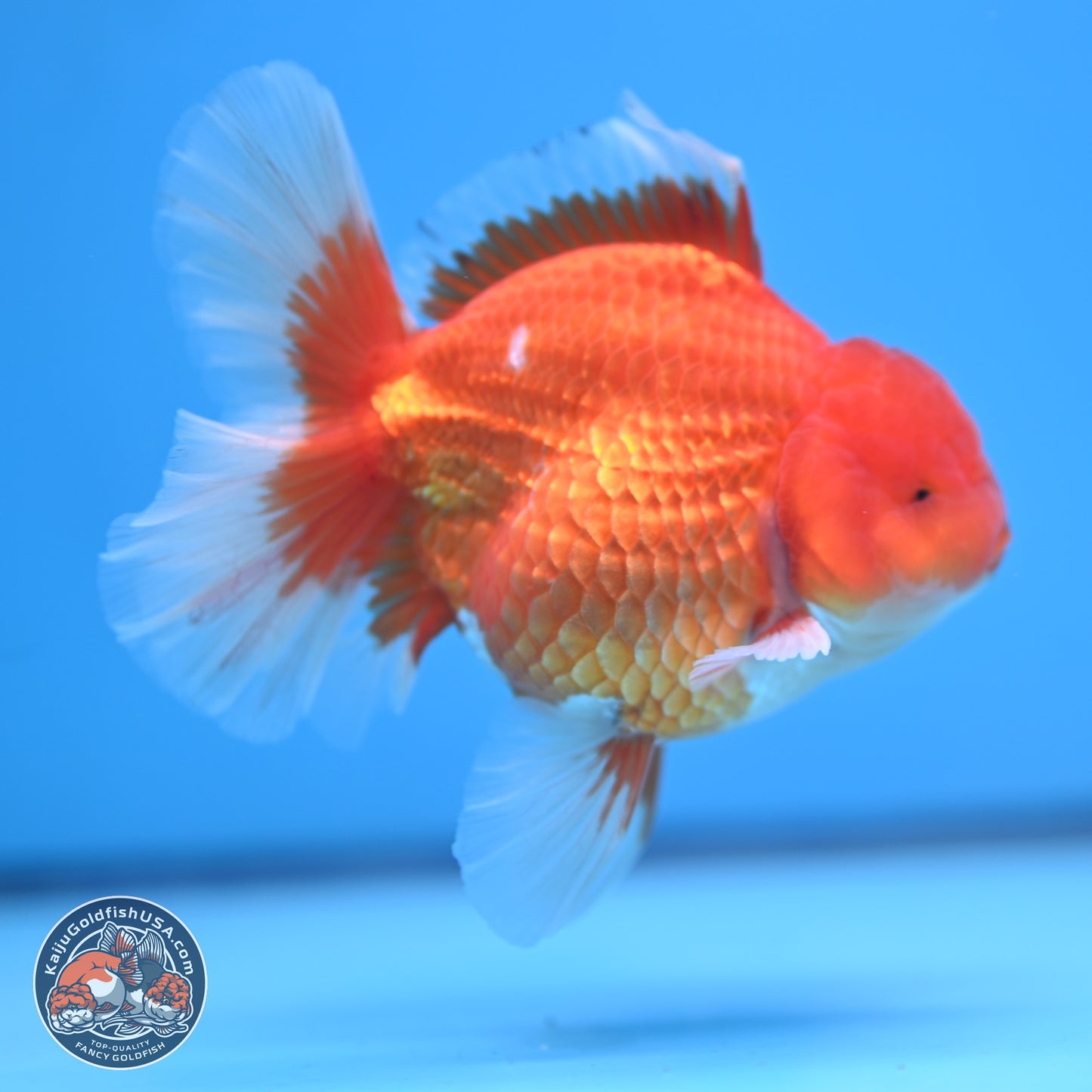 Classic Red Rose Tail Oranda 4.5 inches - Male (241115_OR14) - Kaiju Goldfish USA