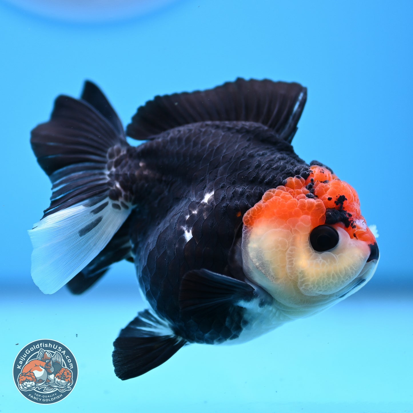 Tricolor YuanBao Oranda 3in Body (240830_OR14) - Kaiju Goldfish USA