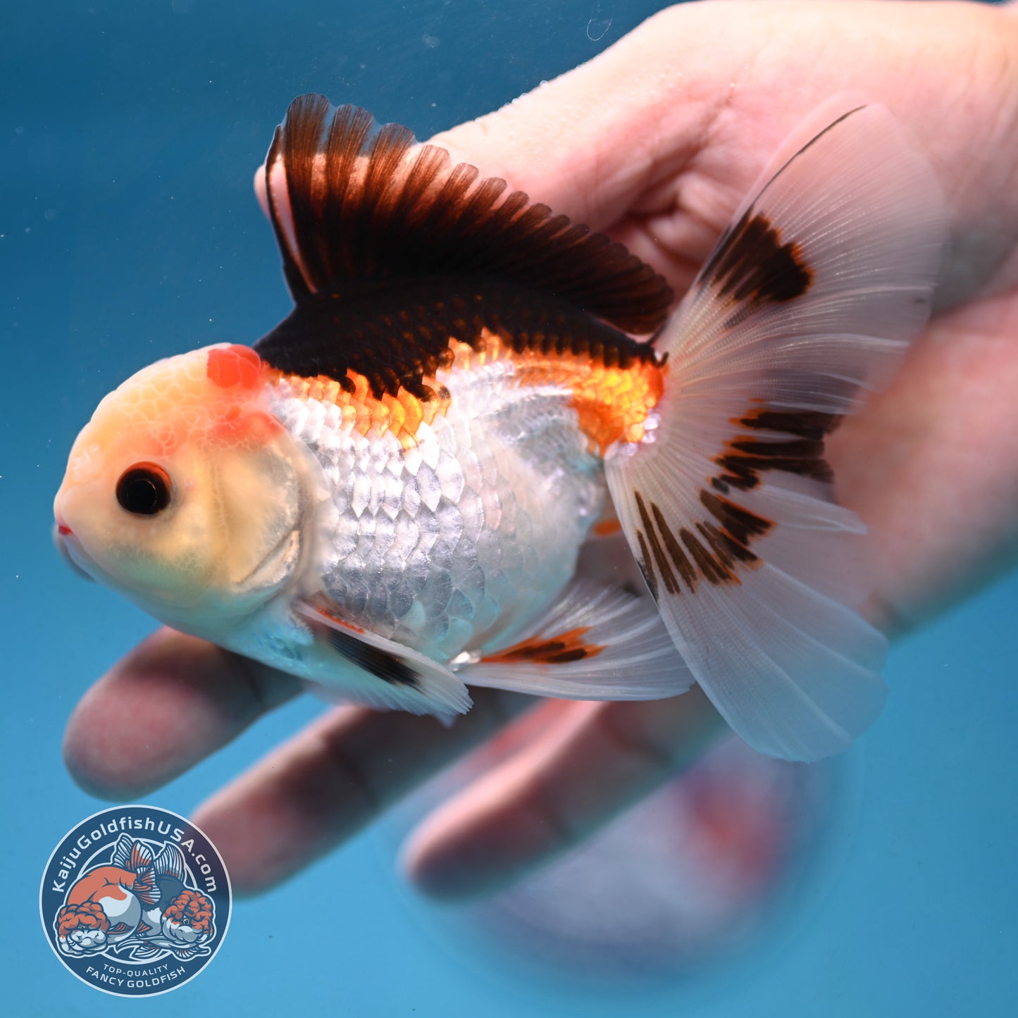Tricolor Rosetail Oranda 3 inch Body (250926_OR14)