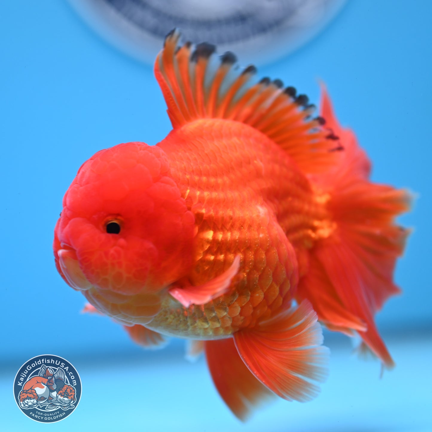 Classic Red Rose Tail Oranda 3.75 inches Body - Male (250228_OR14)