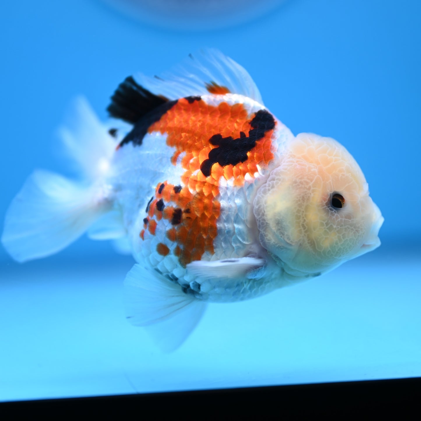 Tricolor Oranda 3.5-4 inches (241011_OR14) - Kaiju Goldfish USA