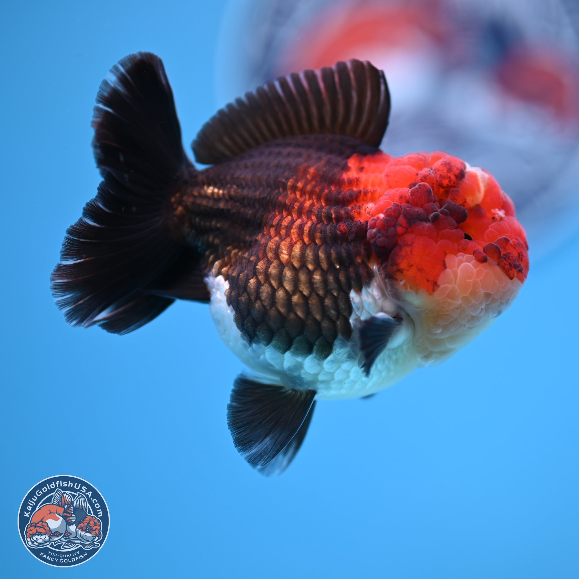 Tricolor Oranda 3 inches Body - Male (241227_OR14) - Kaiju Goldfish USA