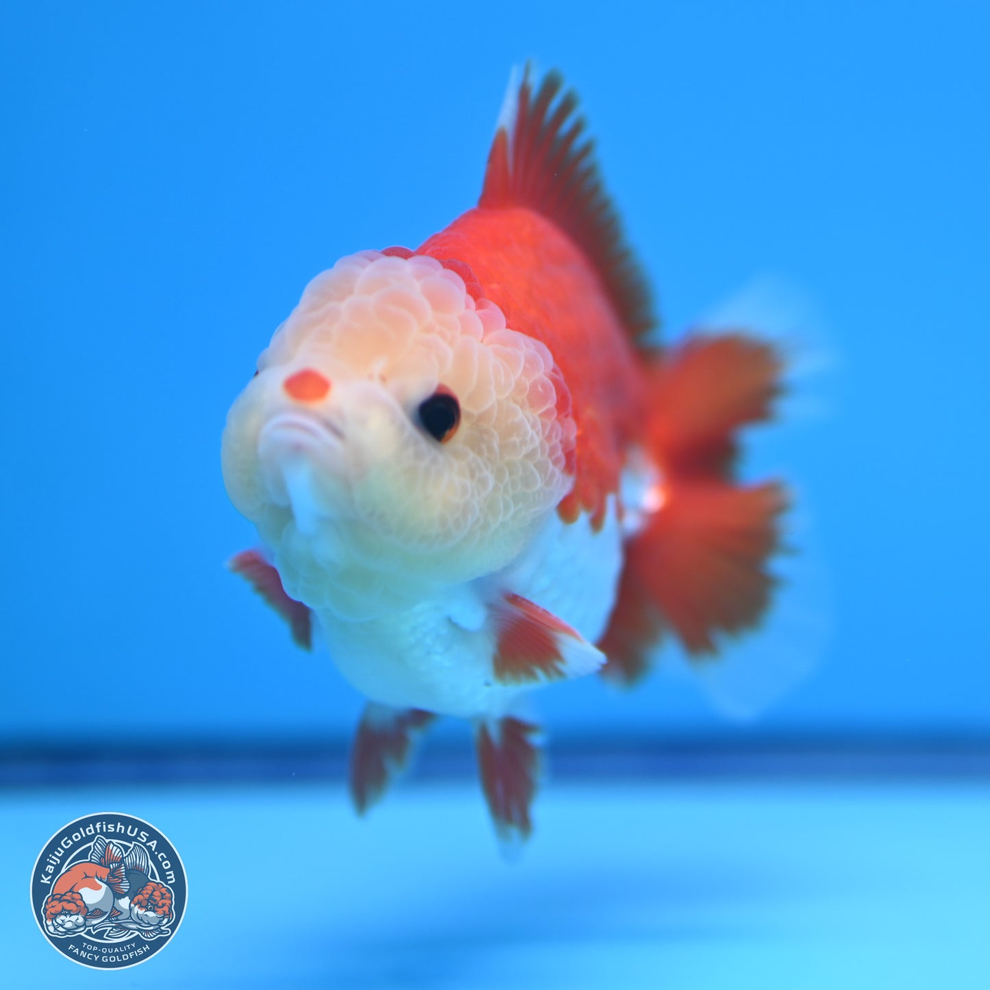 Red White YuanBao Oranda 4 inches (241018_OR14)