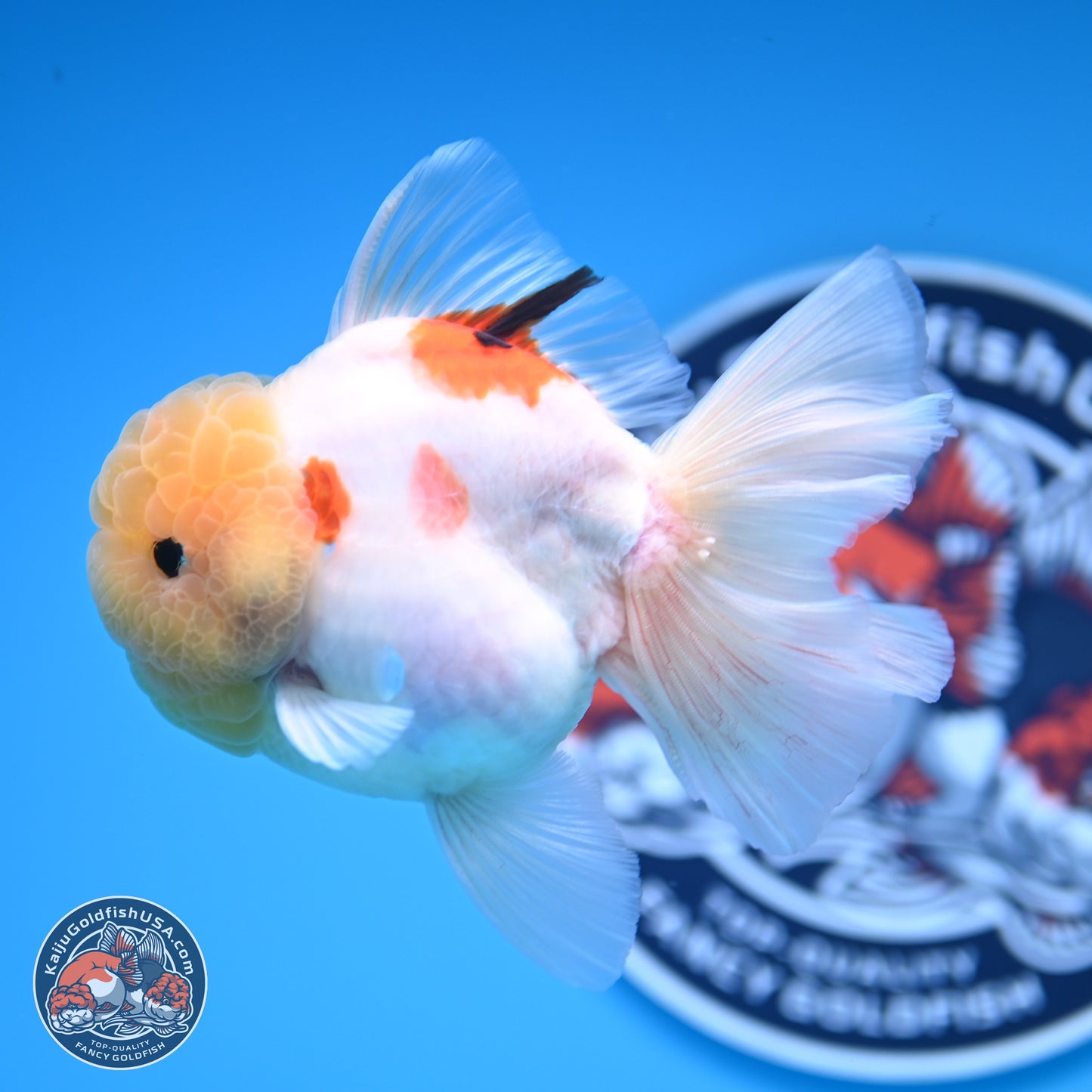 Lemon Head Tricolor Sakura Rose Tail Oranda 3.5 inches Body - Male (250314_OR14)