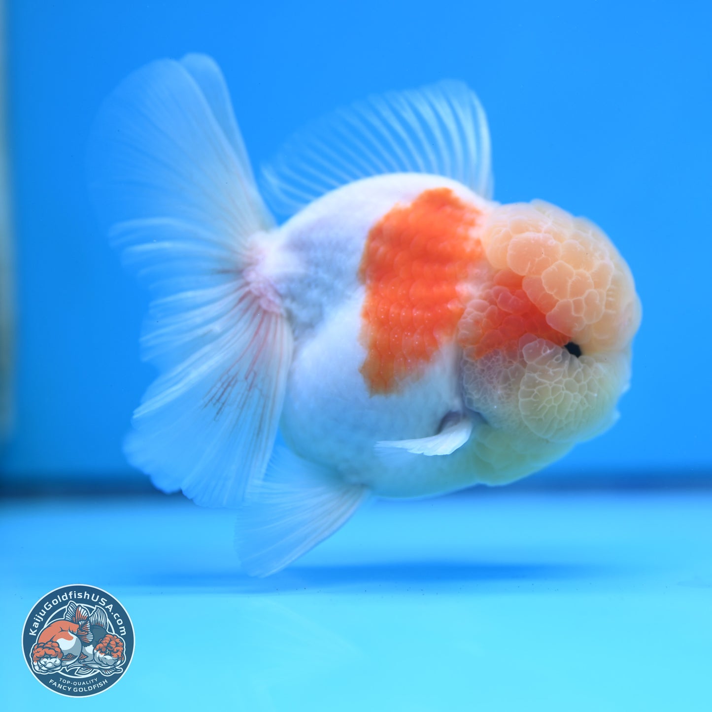 Sakura Rose Tail Oranda 3.25 inches Body - Male (250307_OR14)