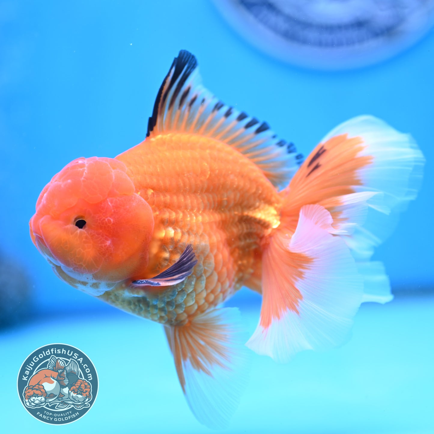 Apache Rose Tail Oranda 4 inches Body - Male (250418_OR14)