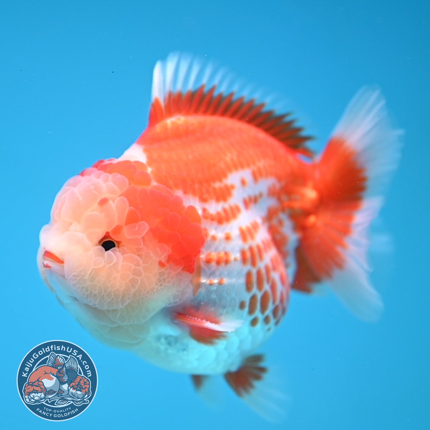 Deer Spot Red White Oranda 4 inches Body (250606_OR14)