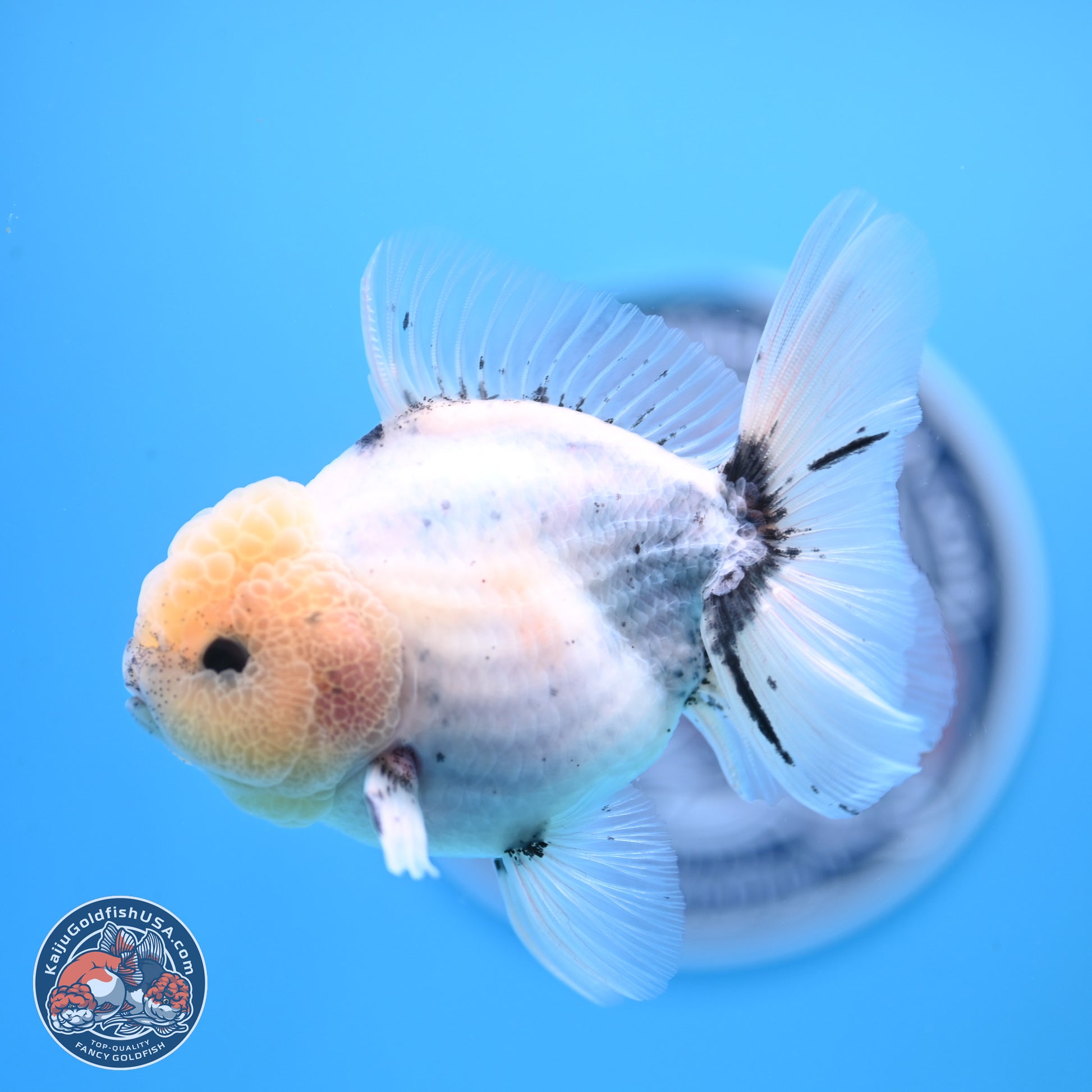 Shogun Blue Calico Oranda 3.5in Body (240802_OR14) - Kaiju Goldfish USA