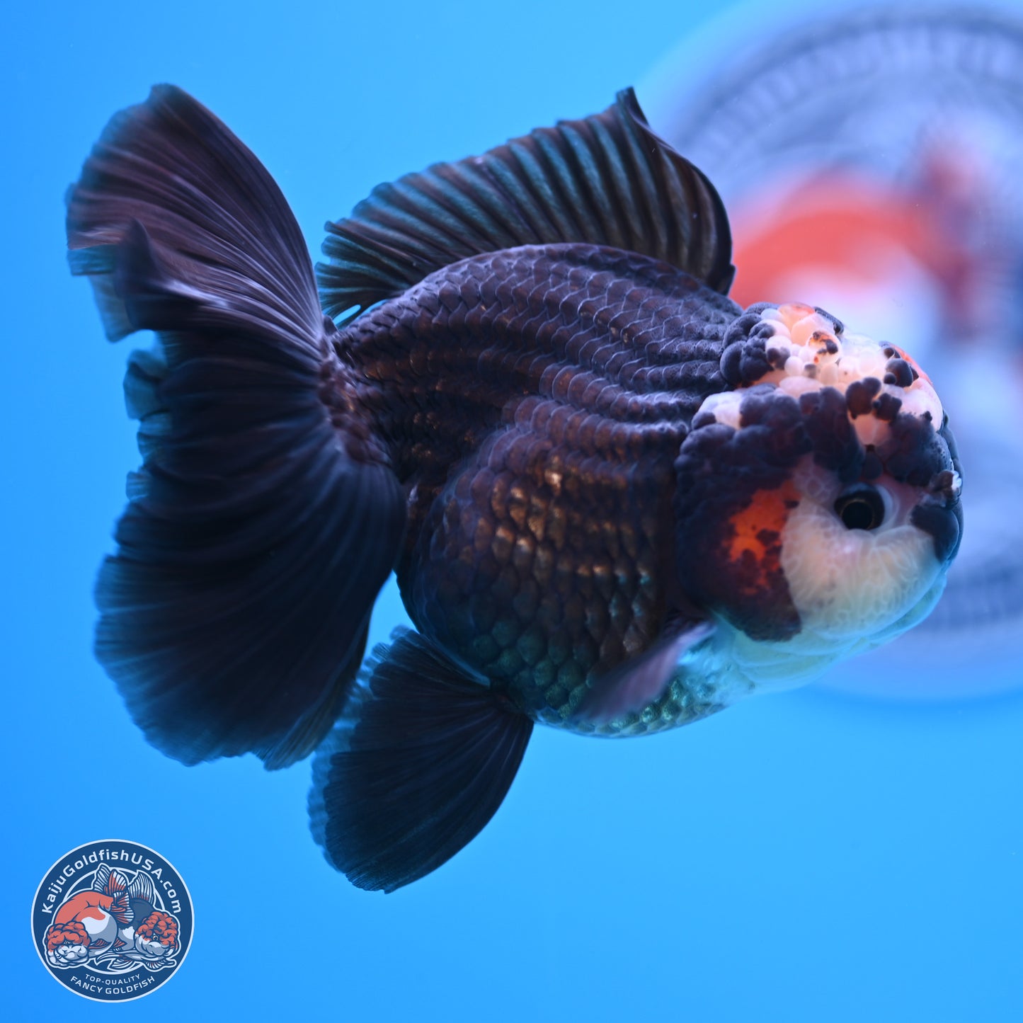 Tricolor Rose Tail Oranda 4.5 inches - Male (241122_OR14) - Kaiju Goldfish USA