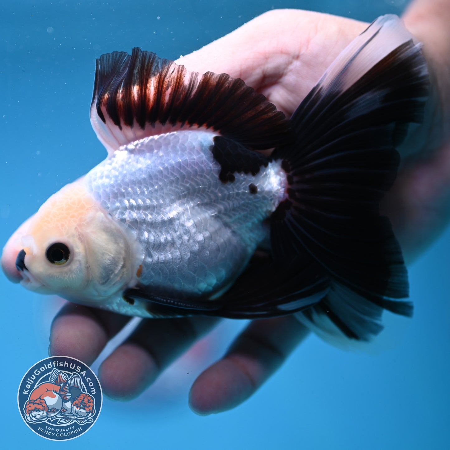 Panda Butterfly Tail Oranda 3.5 inch Body (250919_OR14)