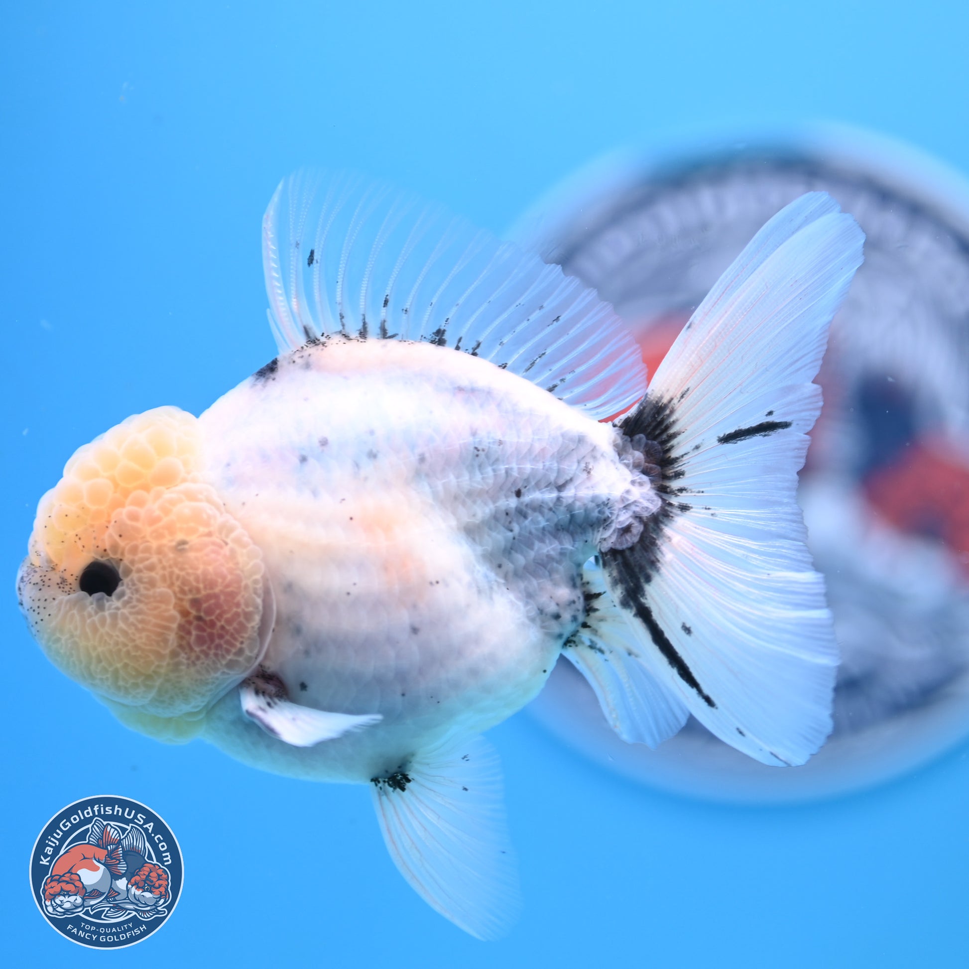 Shogun Blue Calico Oranda 3.5in Body (240802_OR14) - Kaiju Goldfish USA