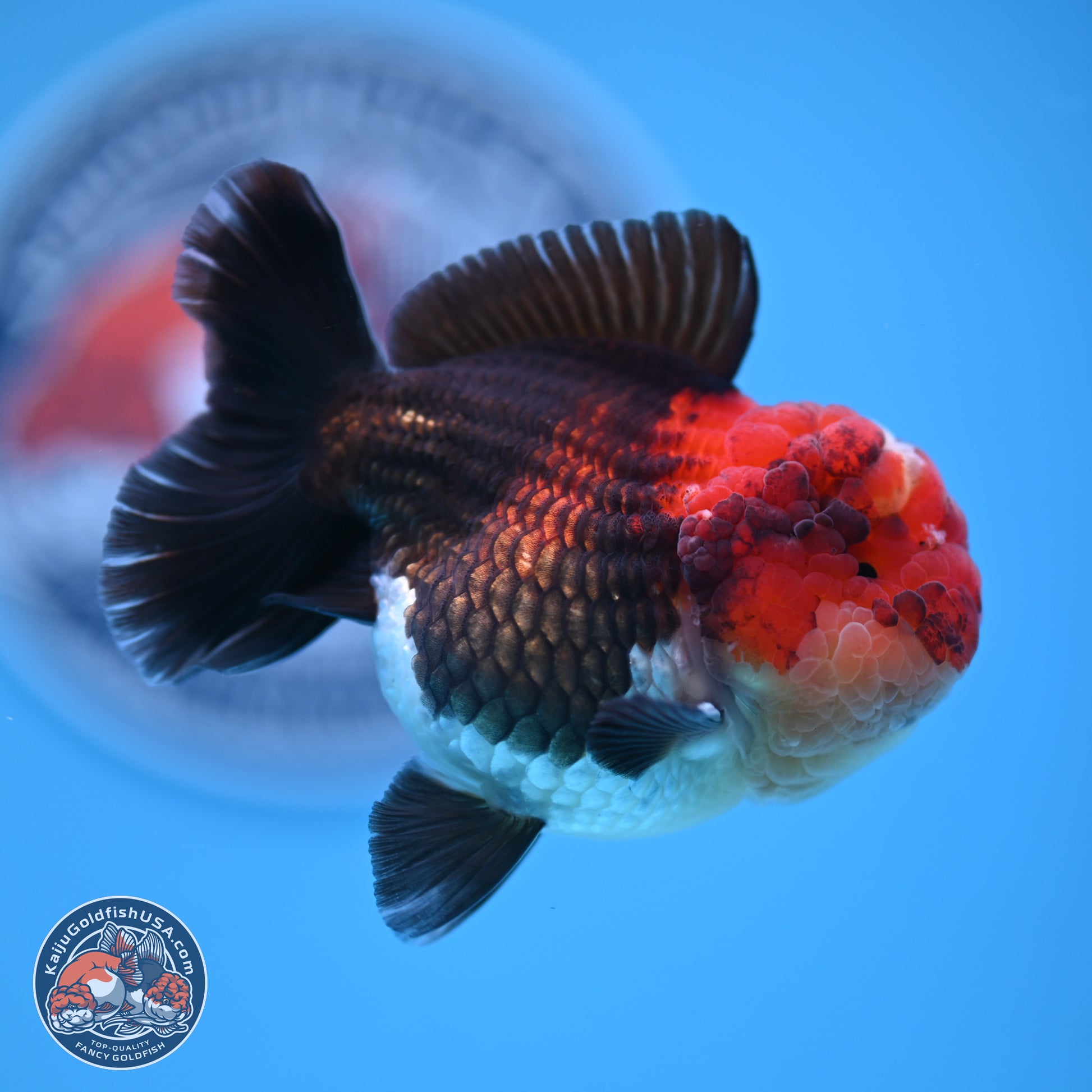 Tricolor Oranda 3 inches Body - Male (241227_OR14) - Kaiju Goldfish USA