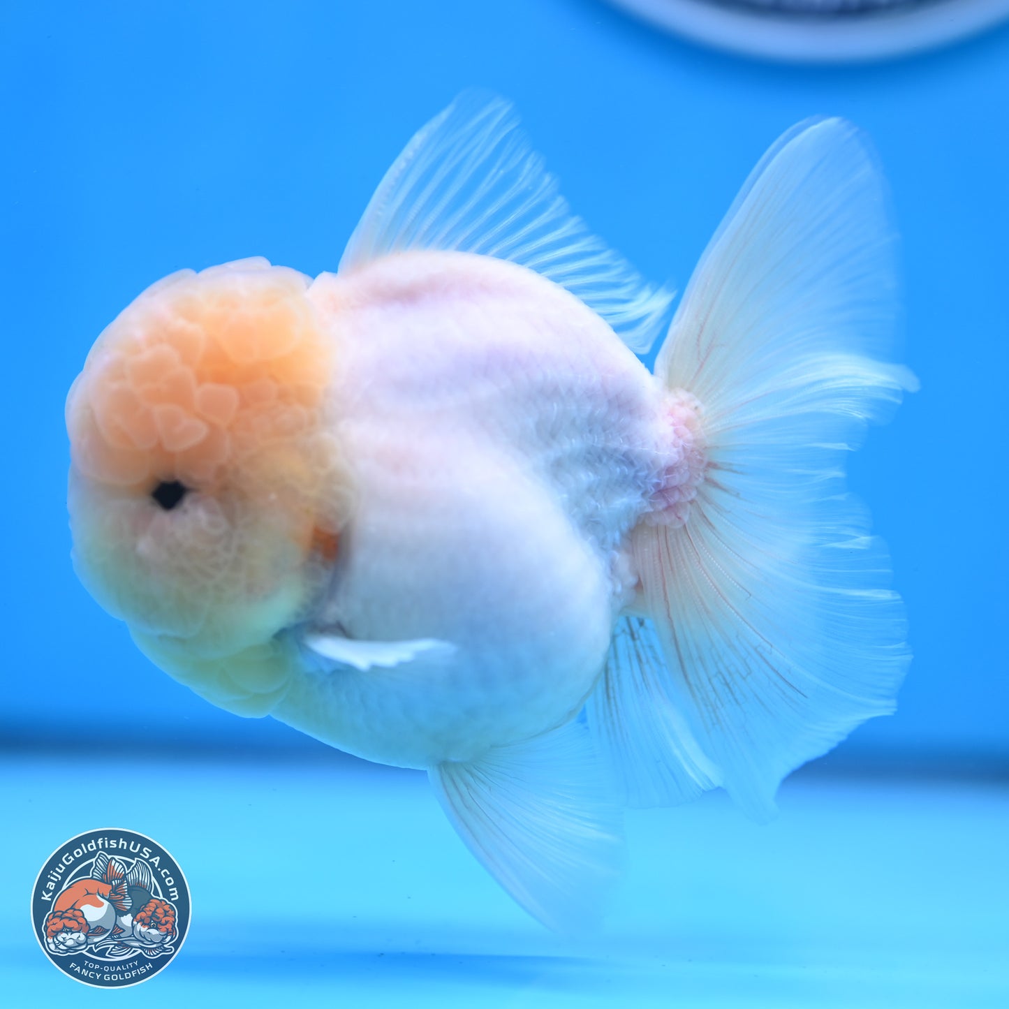 Sakura Rose Tail Oranda 3.25 inches Body - Male (250307_OR14)