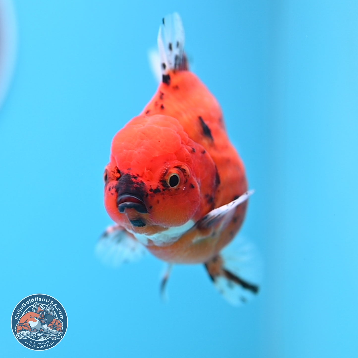 Shogun Tiger Oranda 3.75 inches Body - Male (250207_OR14)