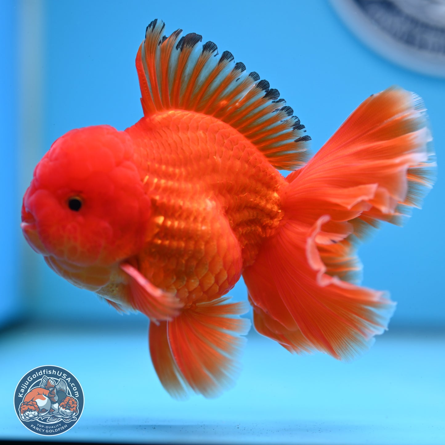 Classic Red Rose Tail Oranda 3.75 inches Body - Male (250228_OR14)