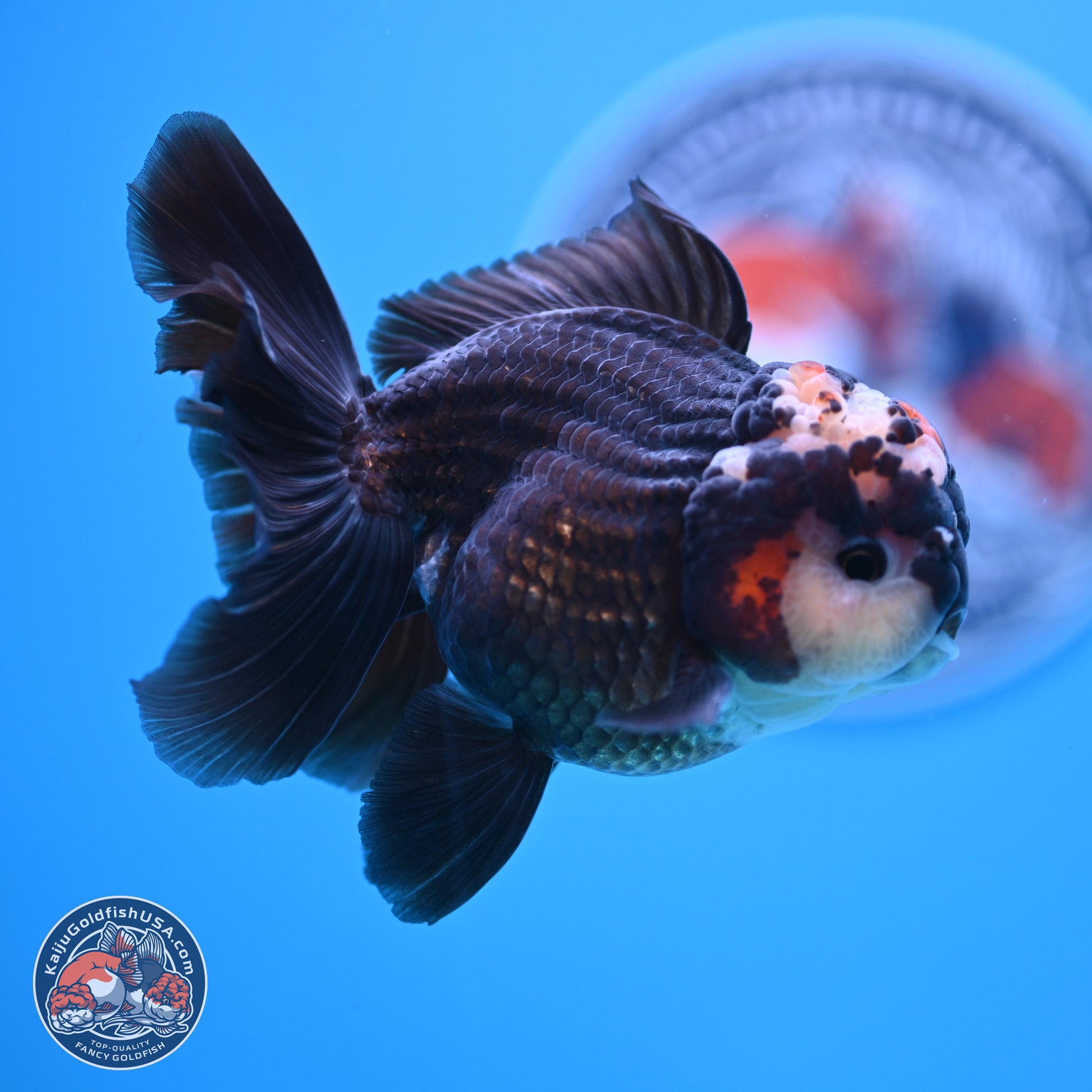 Tricolor Rose Tail Oranda 4.5 inches - Male (241122_OR14) - Kaiju Goldfish USA