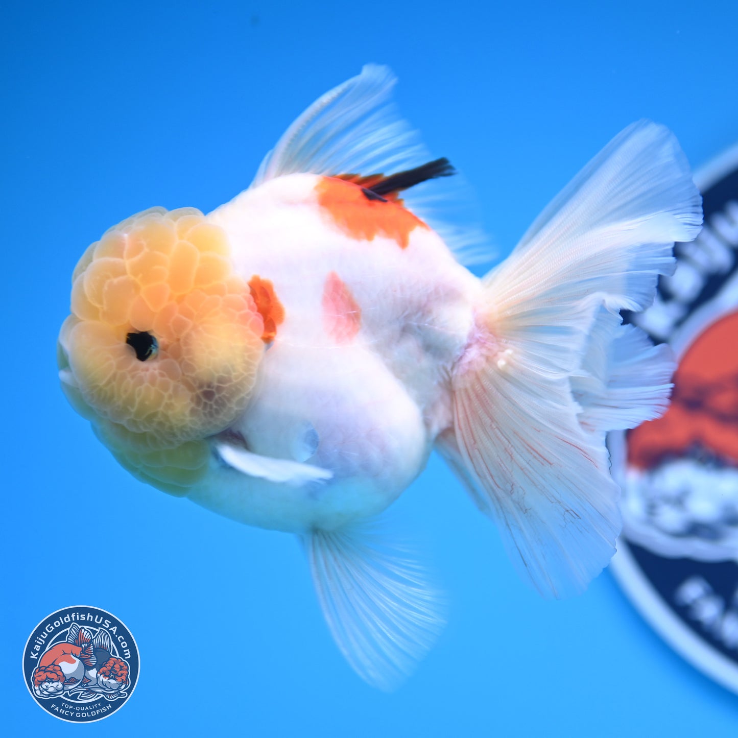 Lemon Head Tricolor Sakura Rose Tail Oranda 3.5 inches Body - Male (250314_OR14)
