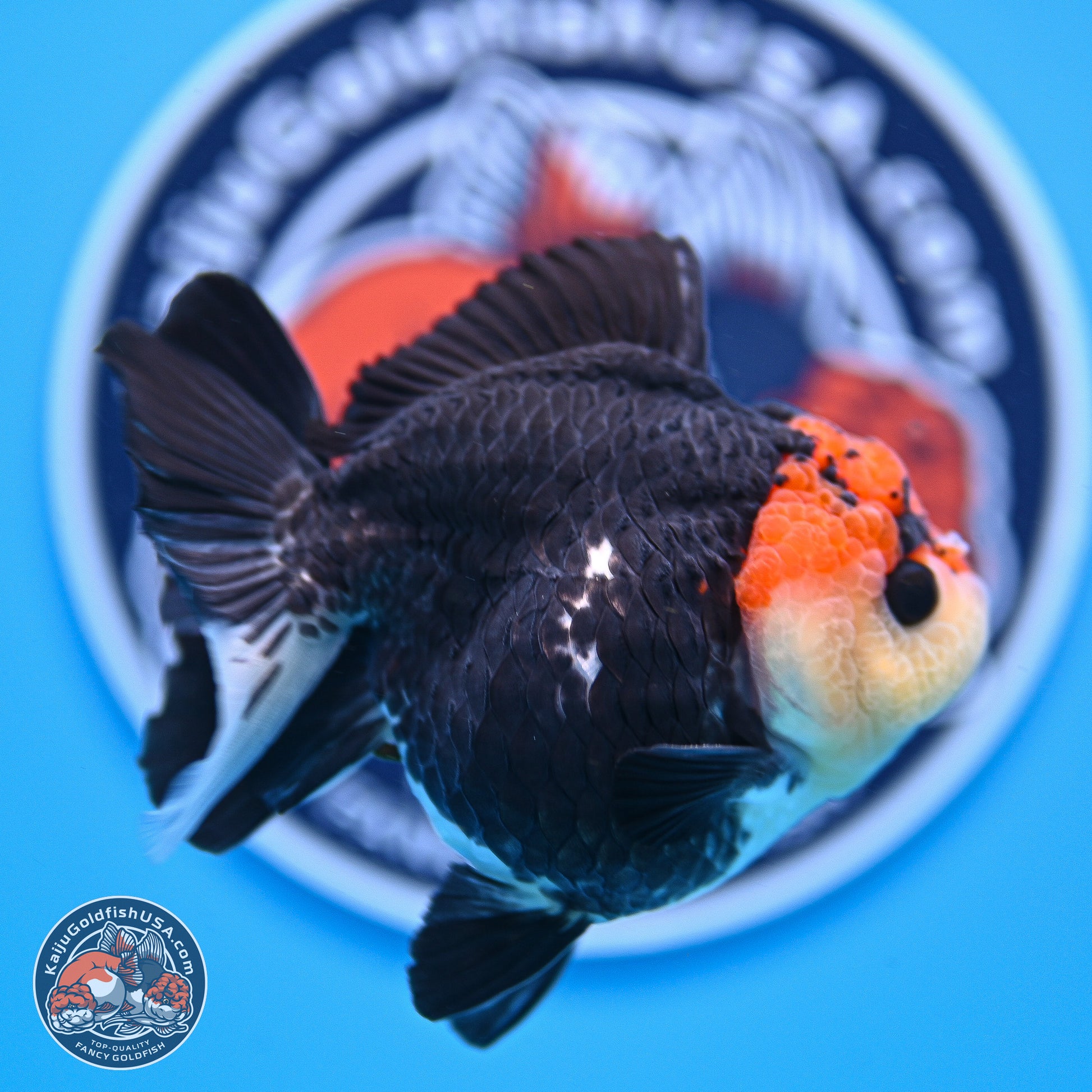 Tricolor YuanBao Oranda 3in Body (240830_OR14) - Kaiju Goldfish USA