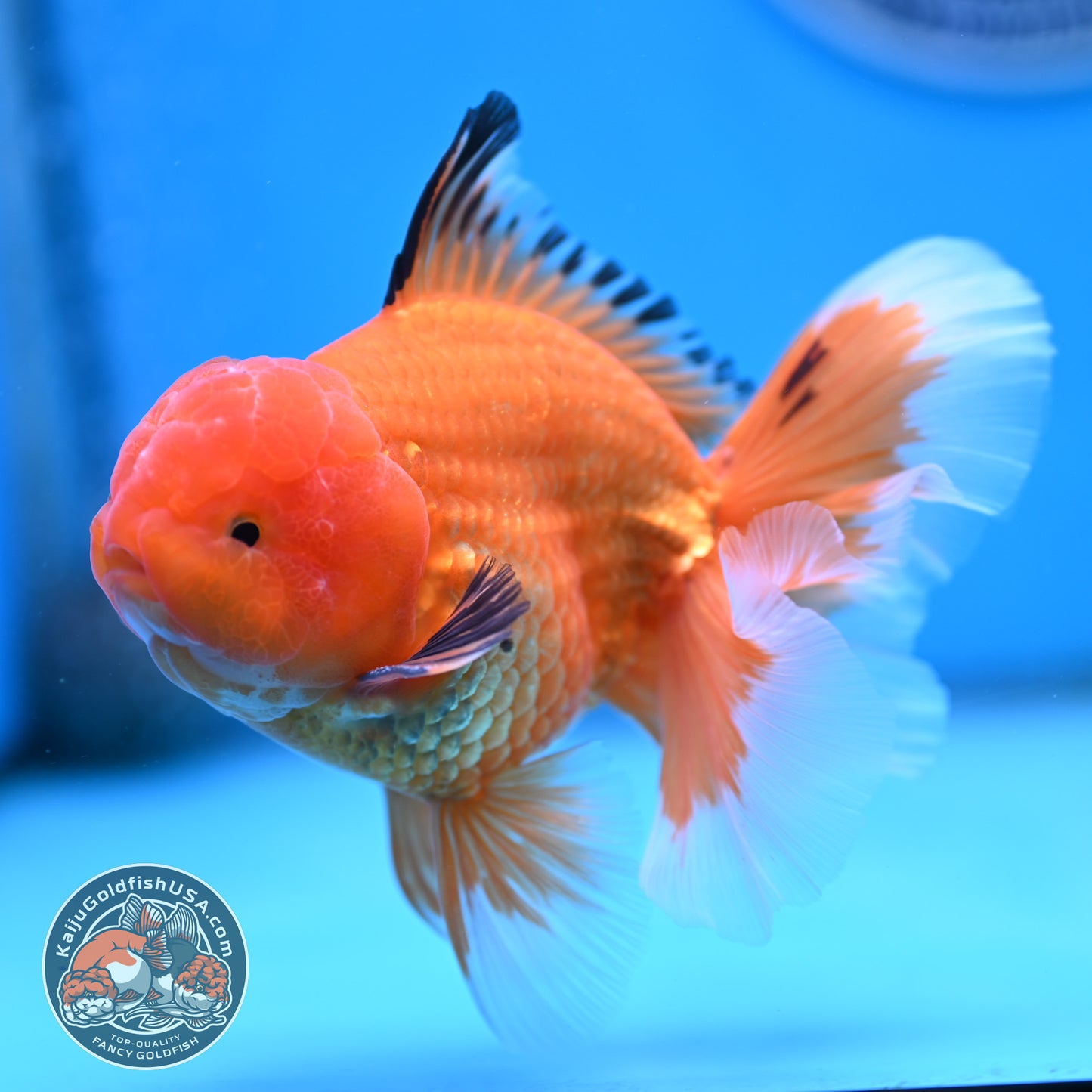Apache Rose Tail Oranda 4 inches Body - Male (250418_OR14)