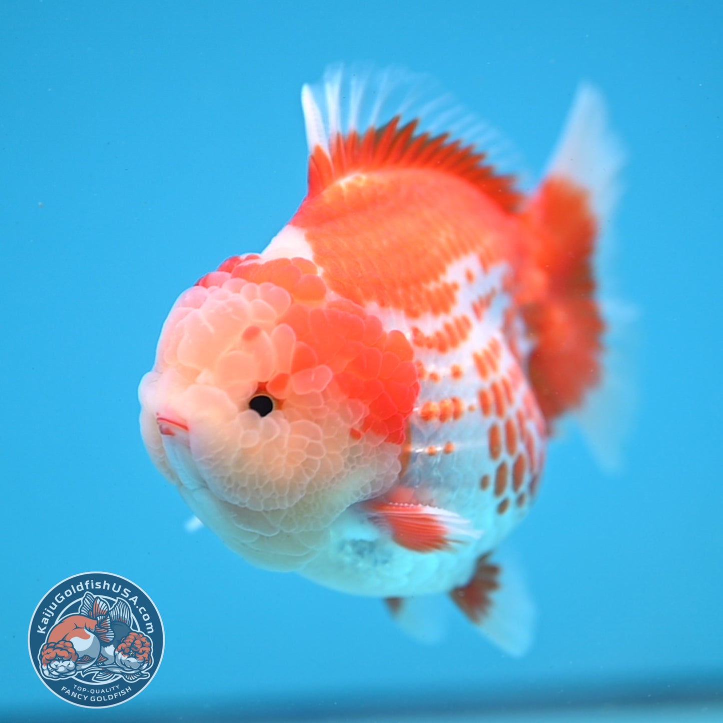 Deer Spot Red White Oranda 4 inches Body (250606_OR14)