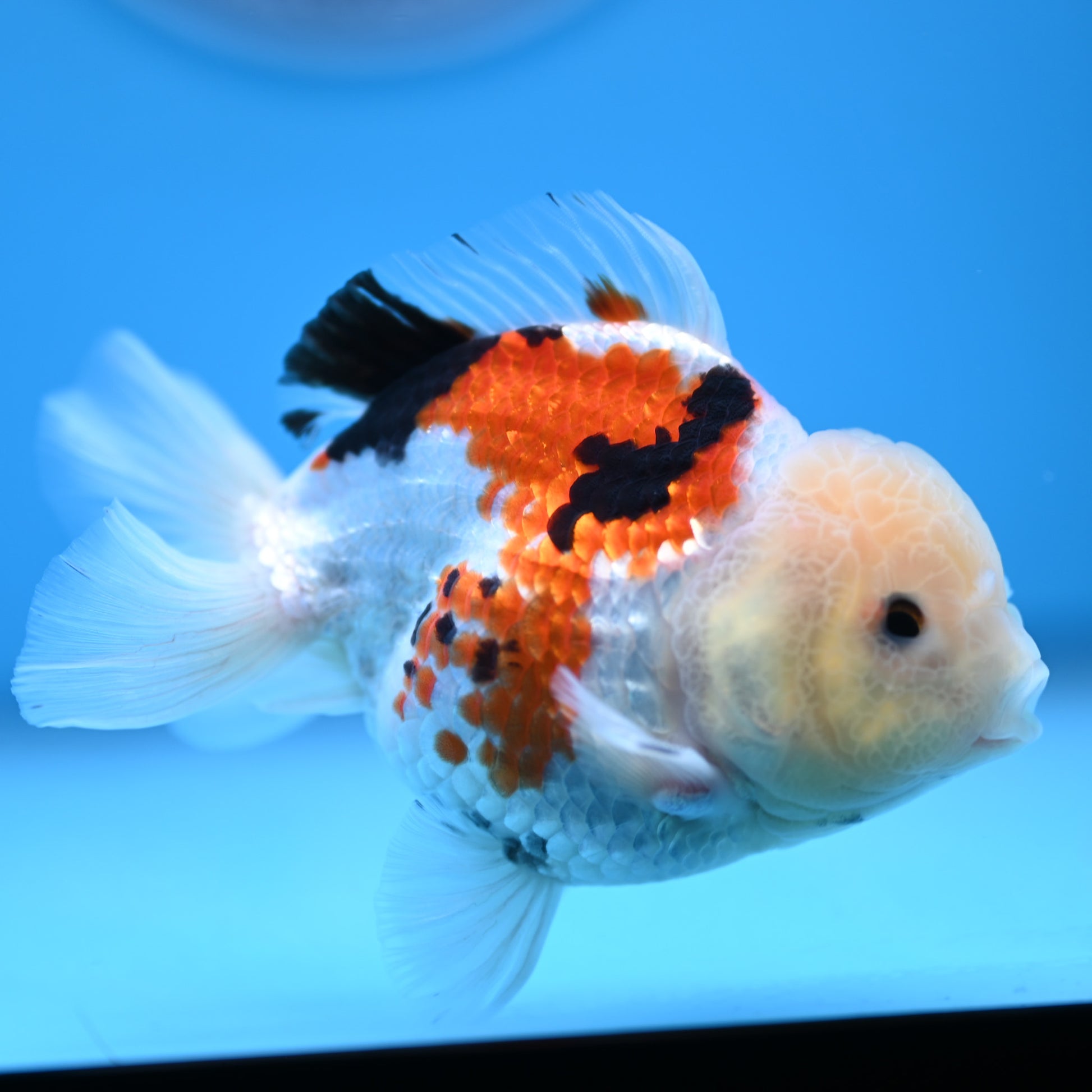 Tricolor Oranda 3.5-4 inches (241011_OR14) - Kaiju Goldfish USA