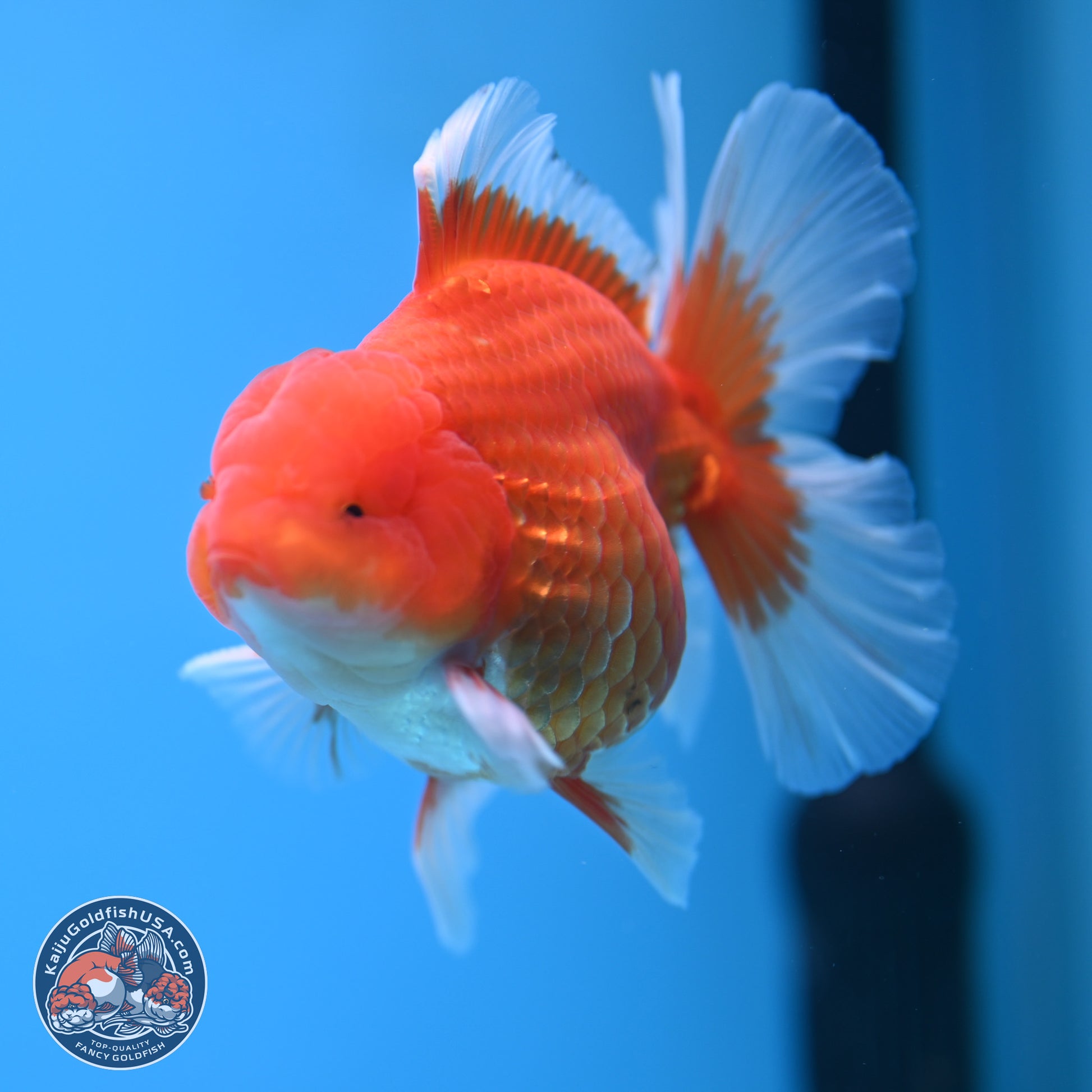 Classic Red Rose Tail Oranda 4.5 inches - Male (241115_OR14) - Kaiju Goldfish USA