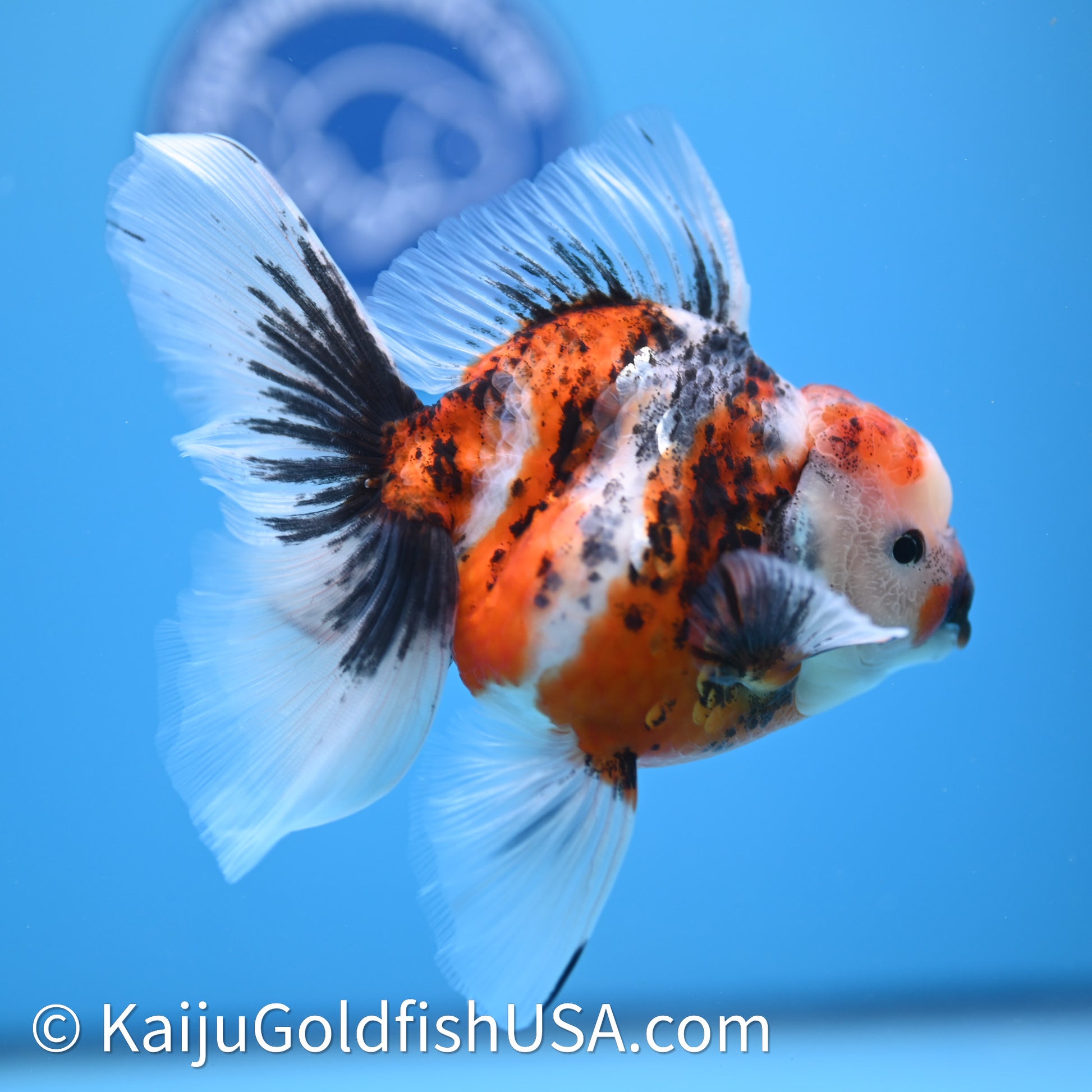 Tricolor Tiger Rose Tail Oranda 3.75in Body (240628_OR14) - Kaiju Goldfish USA