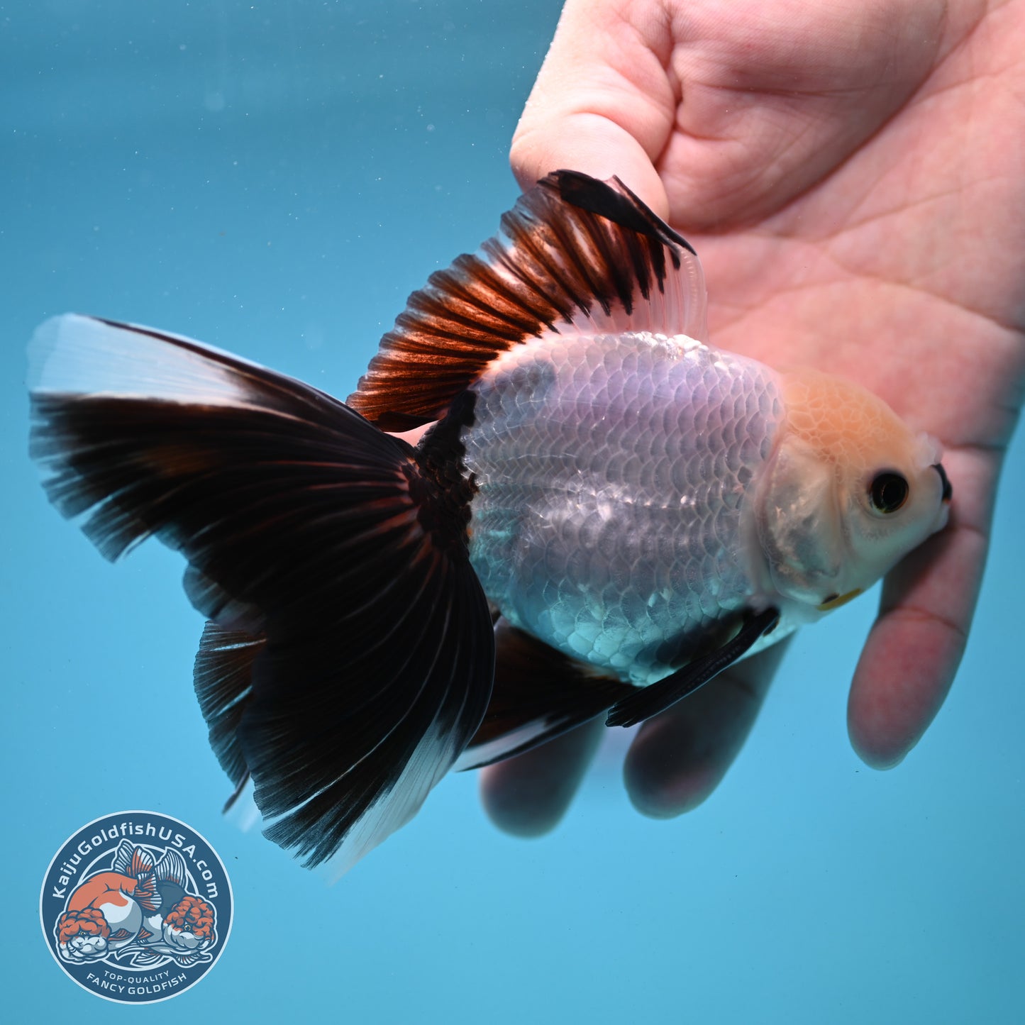 Panda Butterfly Tail Oranda 3.5 inch Body (250919_OR14)