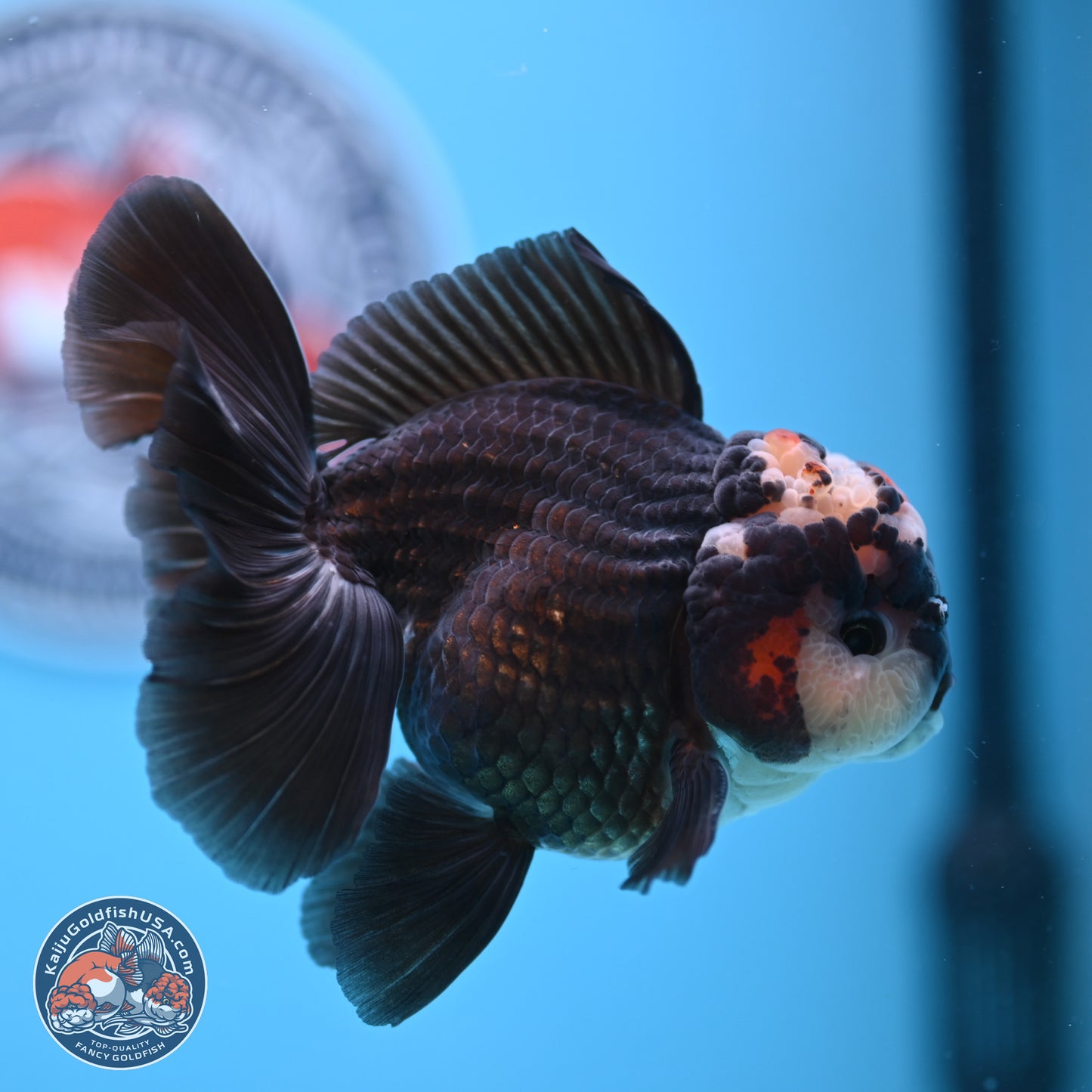 Tricolor Rose Tail Oranda 4.5 inches - Male (241122_OR14) - Kaiju Goldfish USA