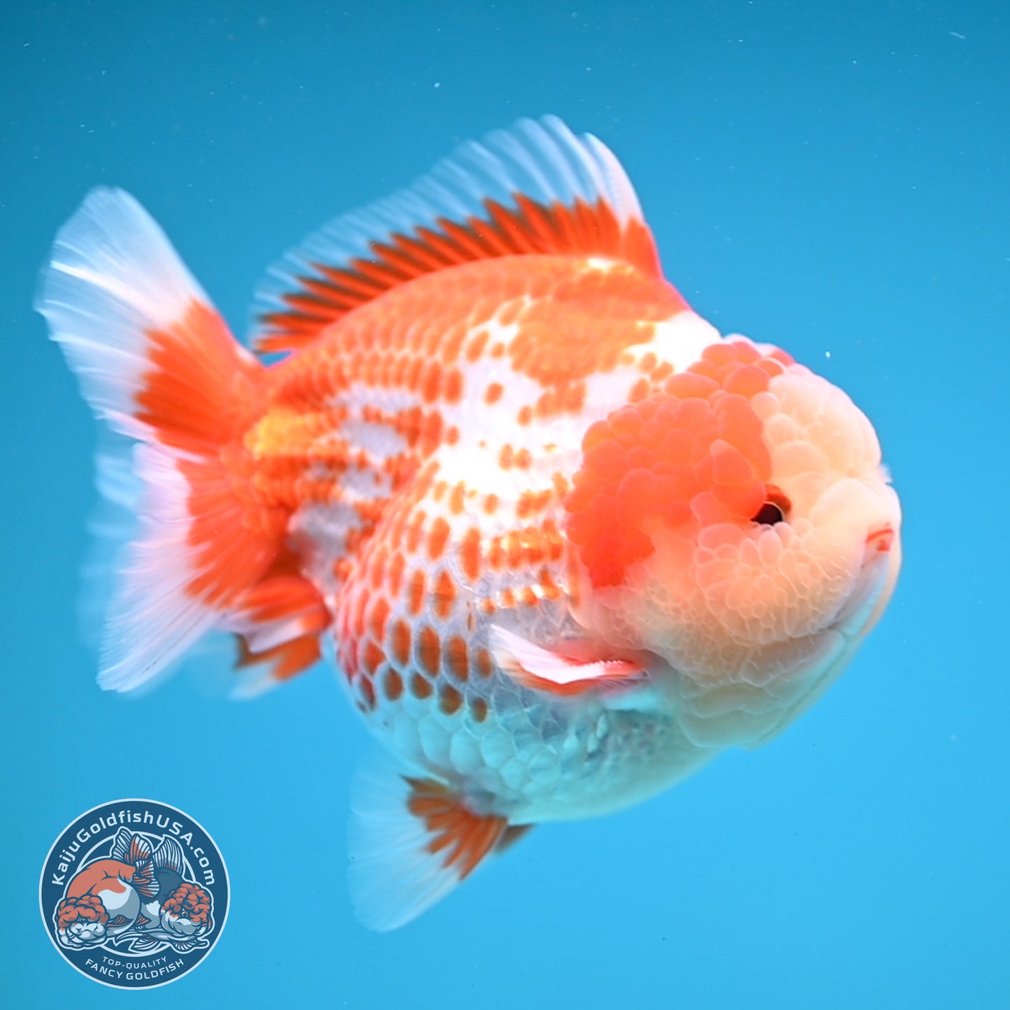 Deer Spot Red White Oranda 4 inches Body (250606_OR14)