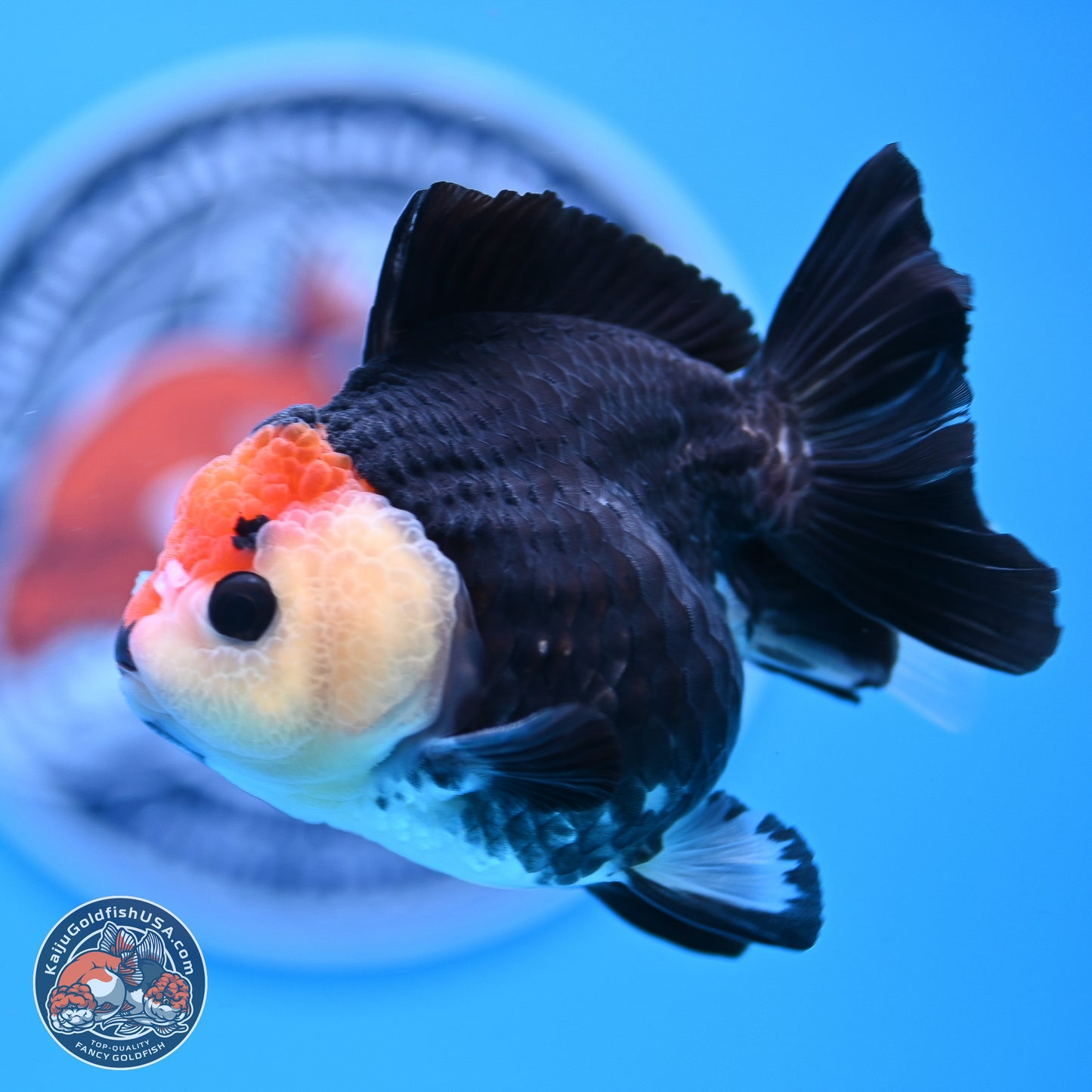 Tricolor YuanBao Oranda 3in Body (240830_OR14) - Kaiju Goldfish USA