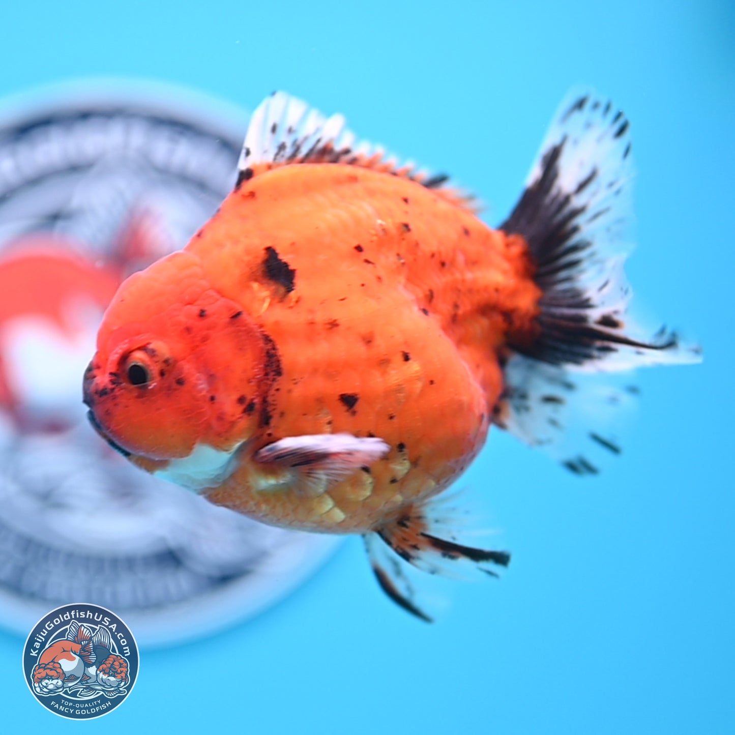 Shogun Tiger Oranda 3.75 inches Body - Male (250207_OR14)